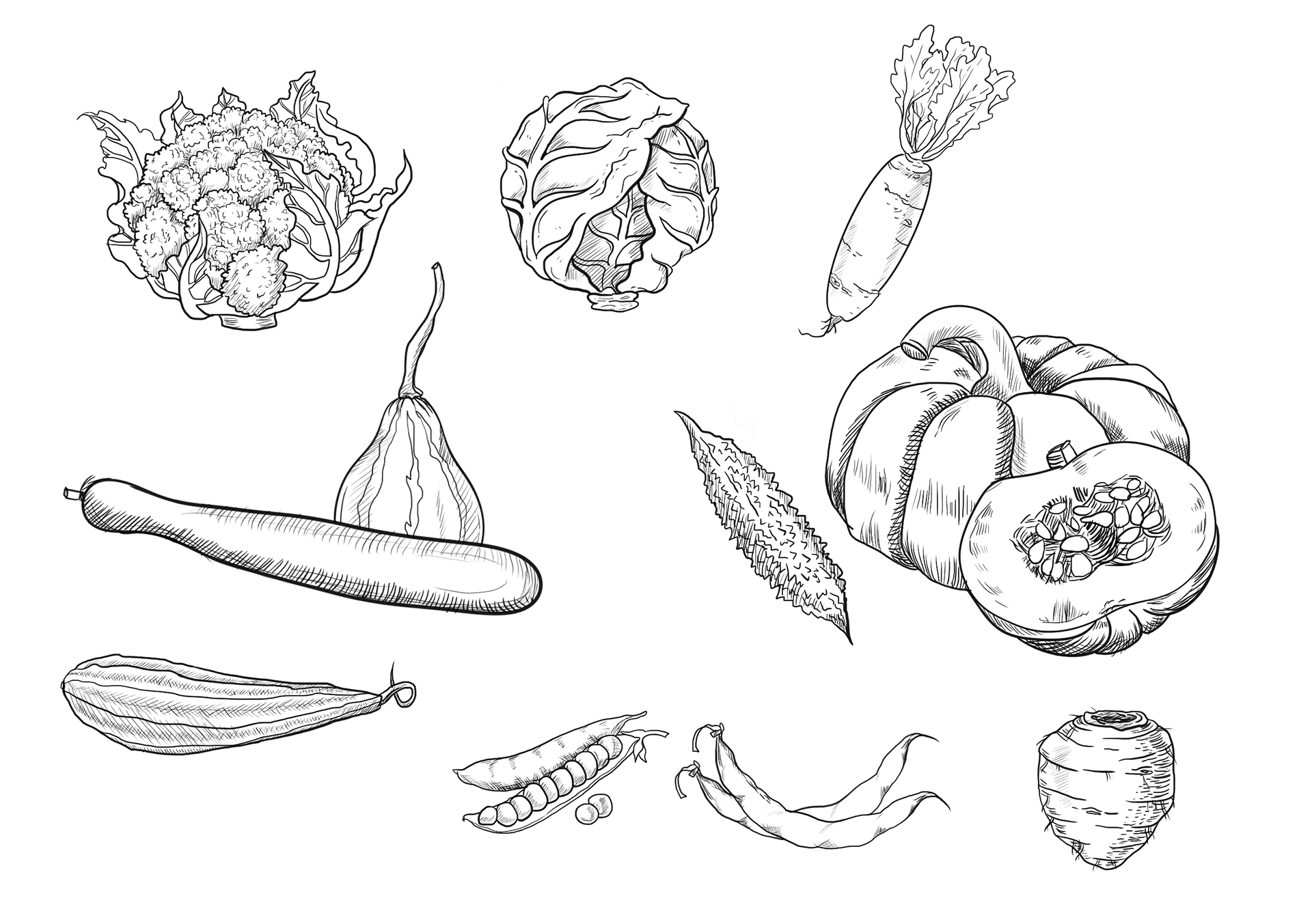 Illustrator | Shivangi Bhotika Graphic Design | Freelance Illustrator | Freelance Graphic Designer