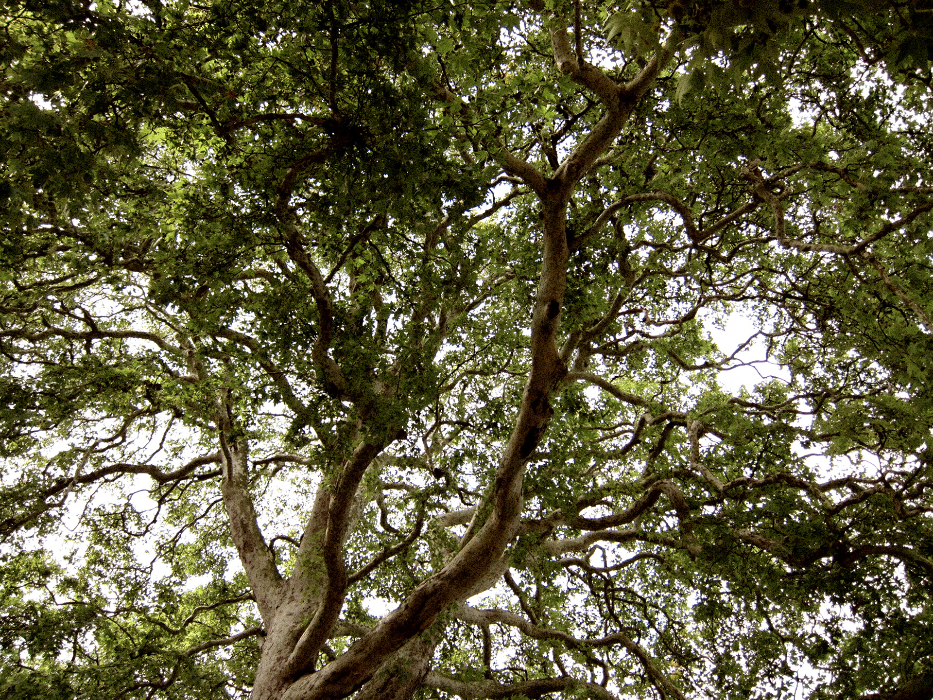 JiJungmin, Photography, Cambridge, 2011.