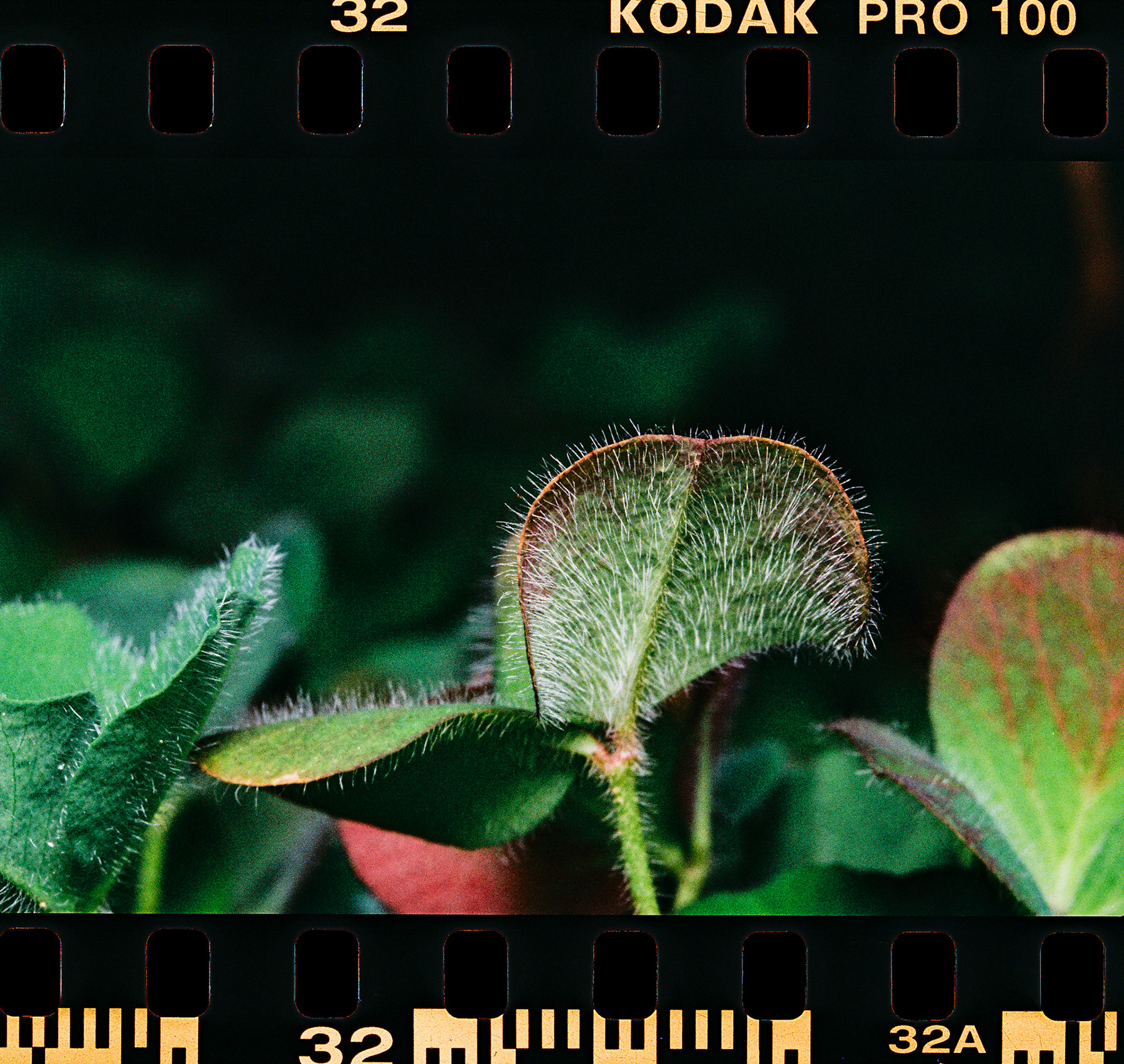 Kodak Pro Image 100