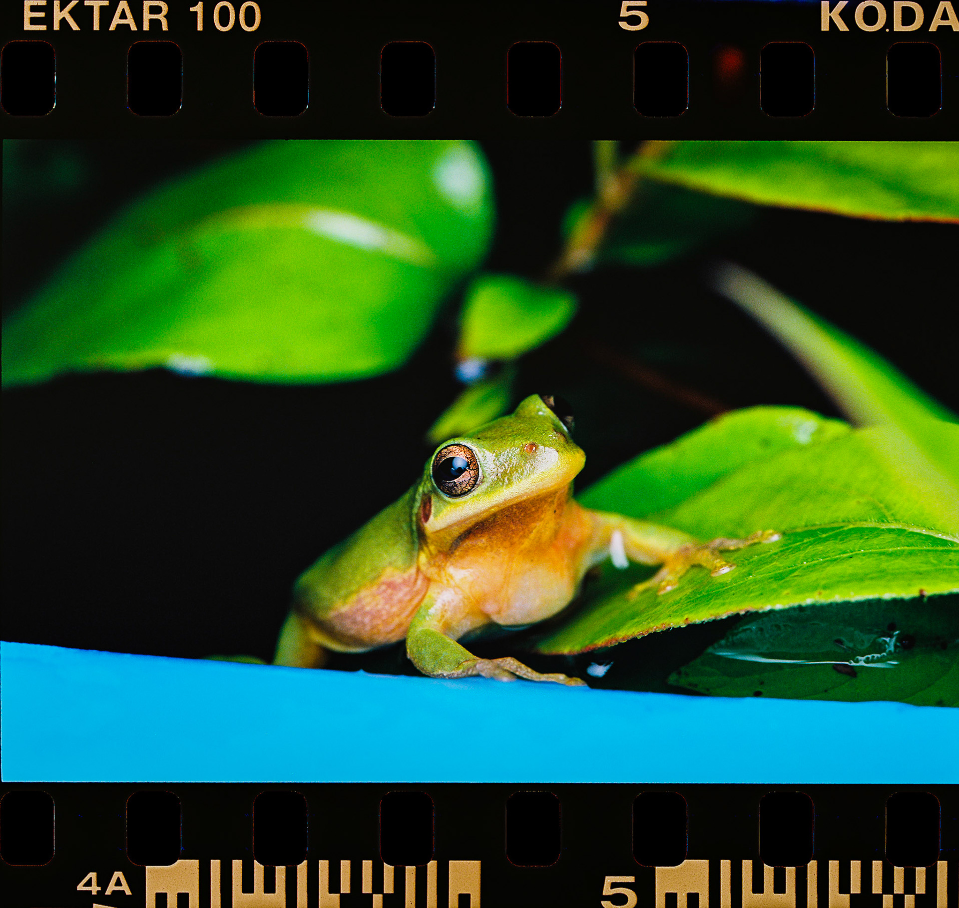 Kodak Ektar 100