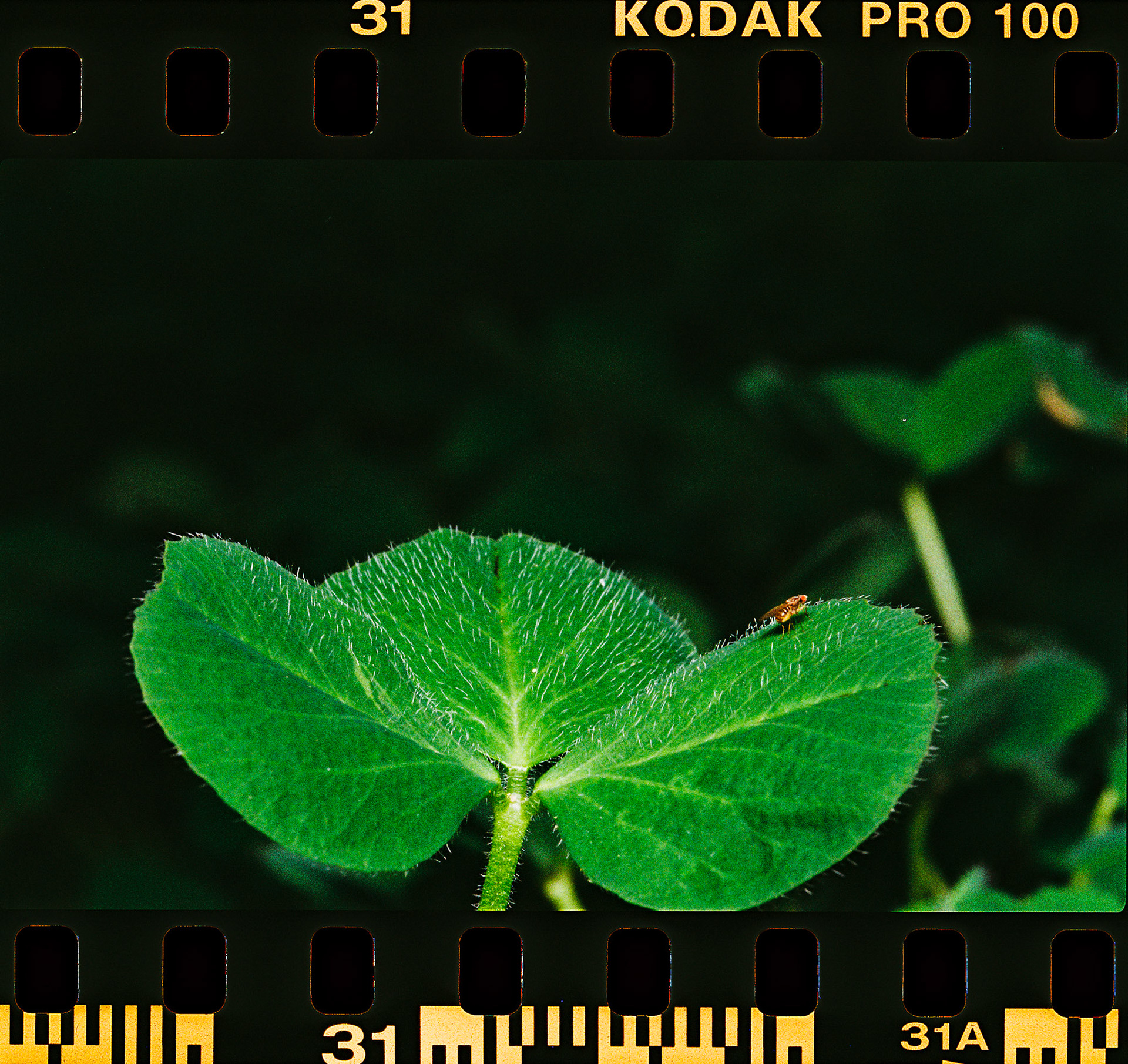 Kodak Pro Image 100