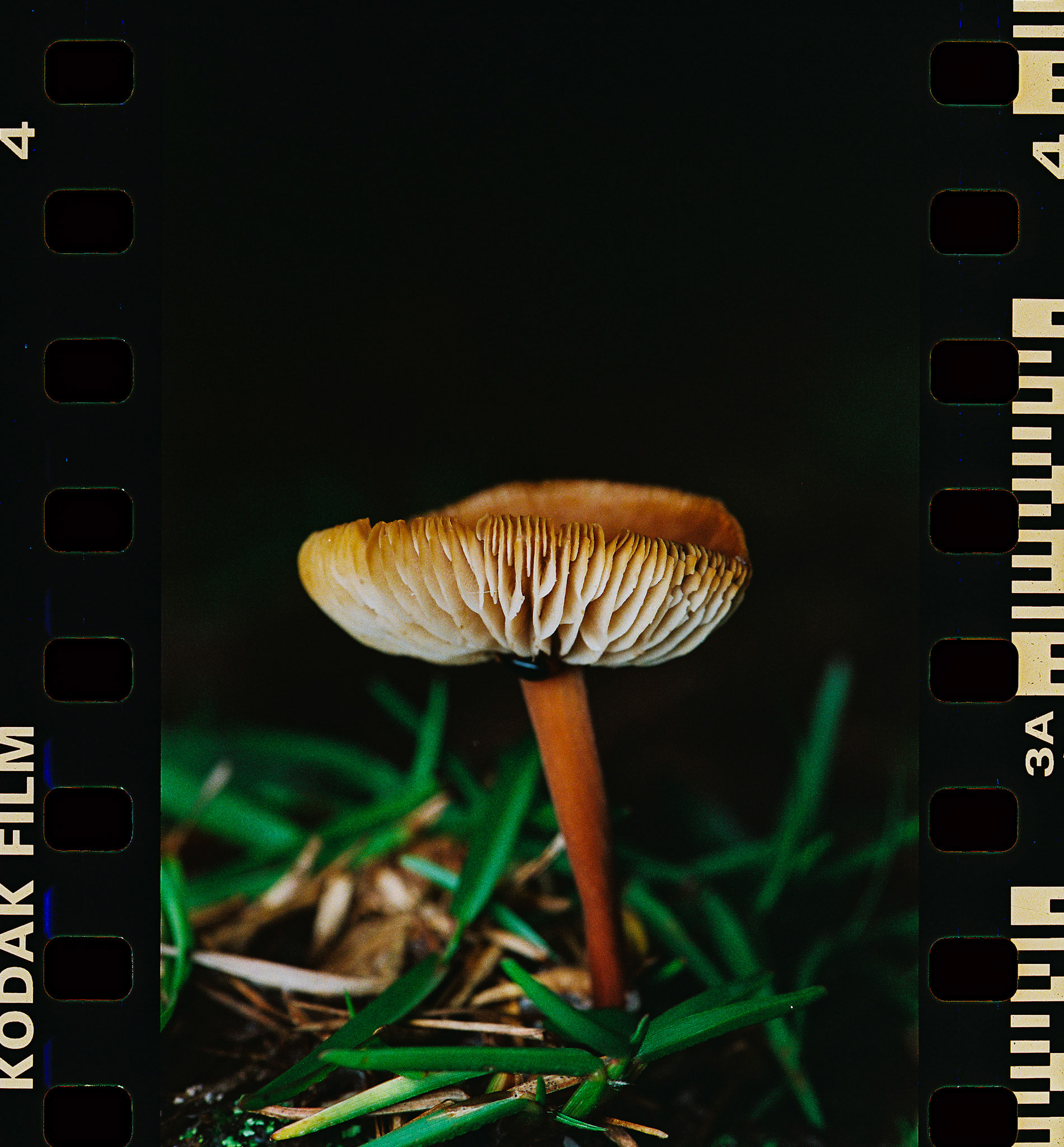 Kodak Ultramax 400
