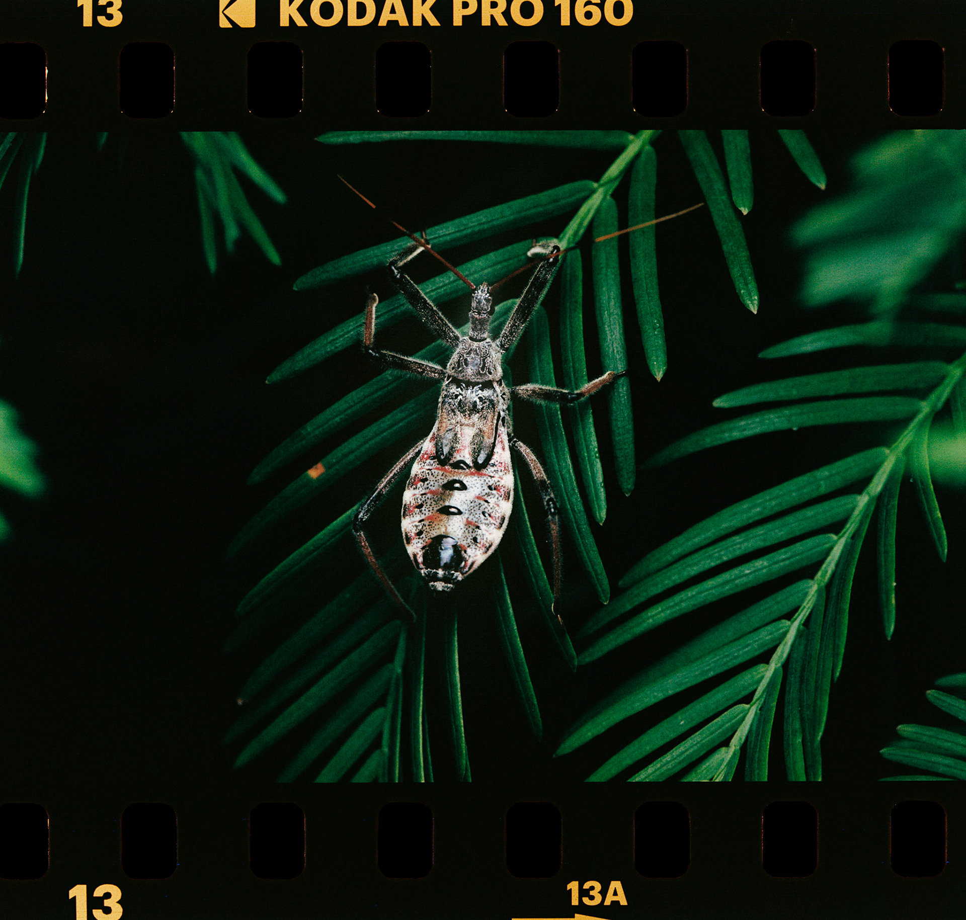 Kodak Ektacolor Pro 160