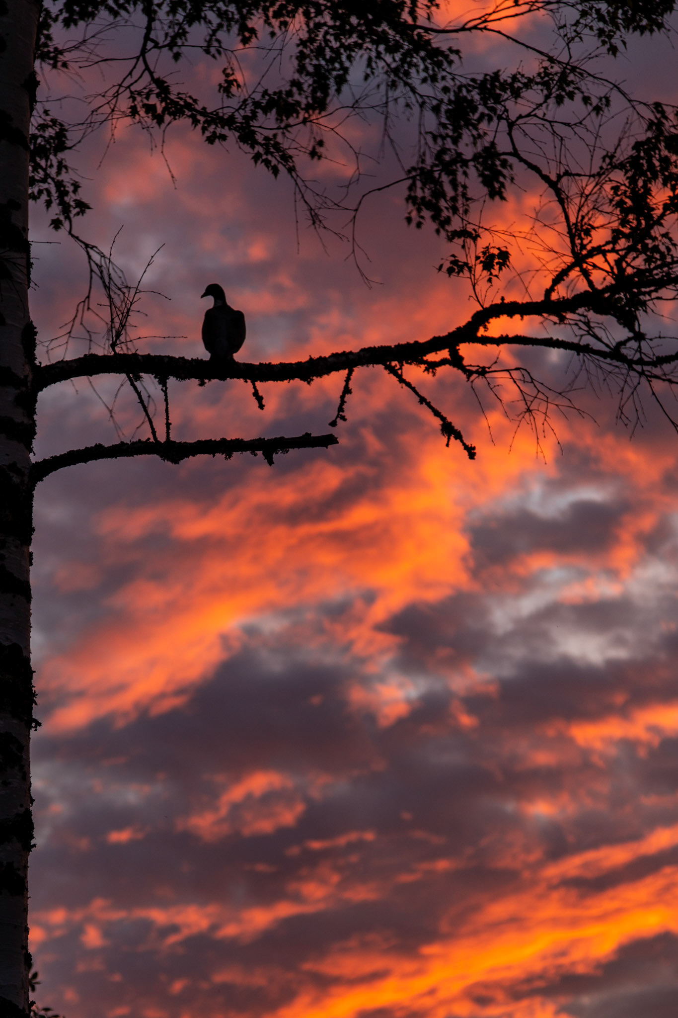 Pulu tarkkailee auringonlaskua