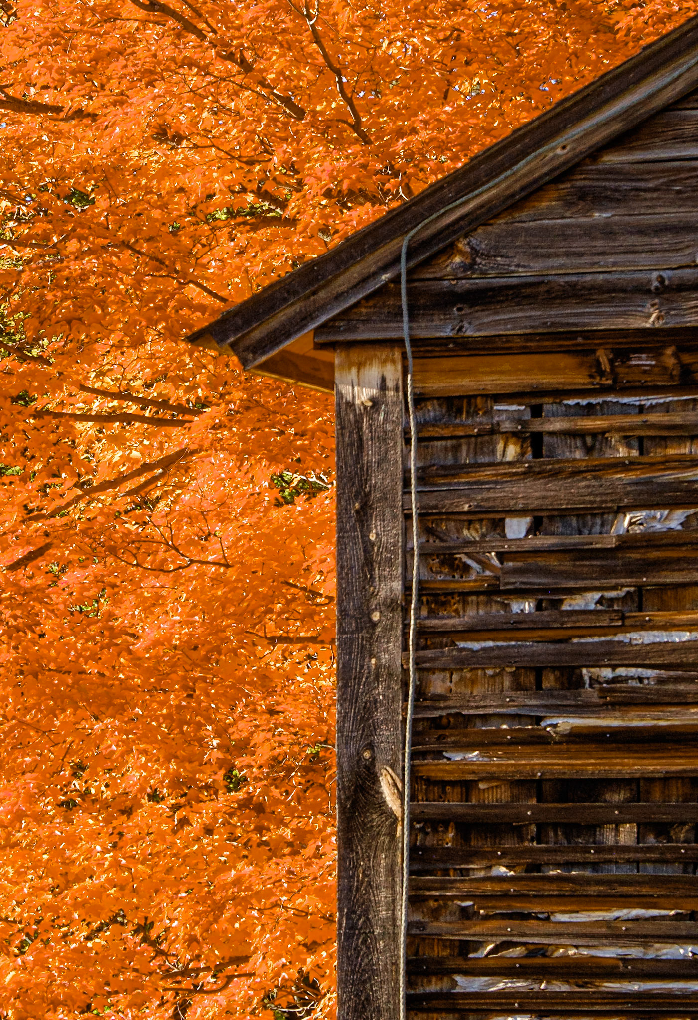 Maple and Barn