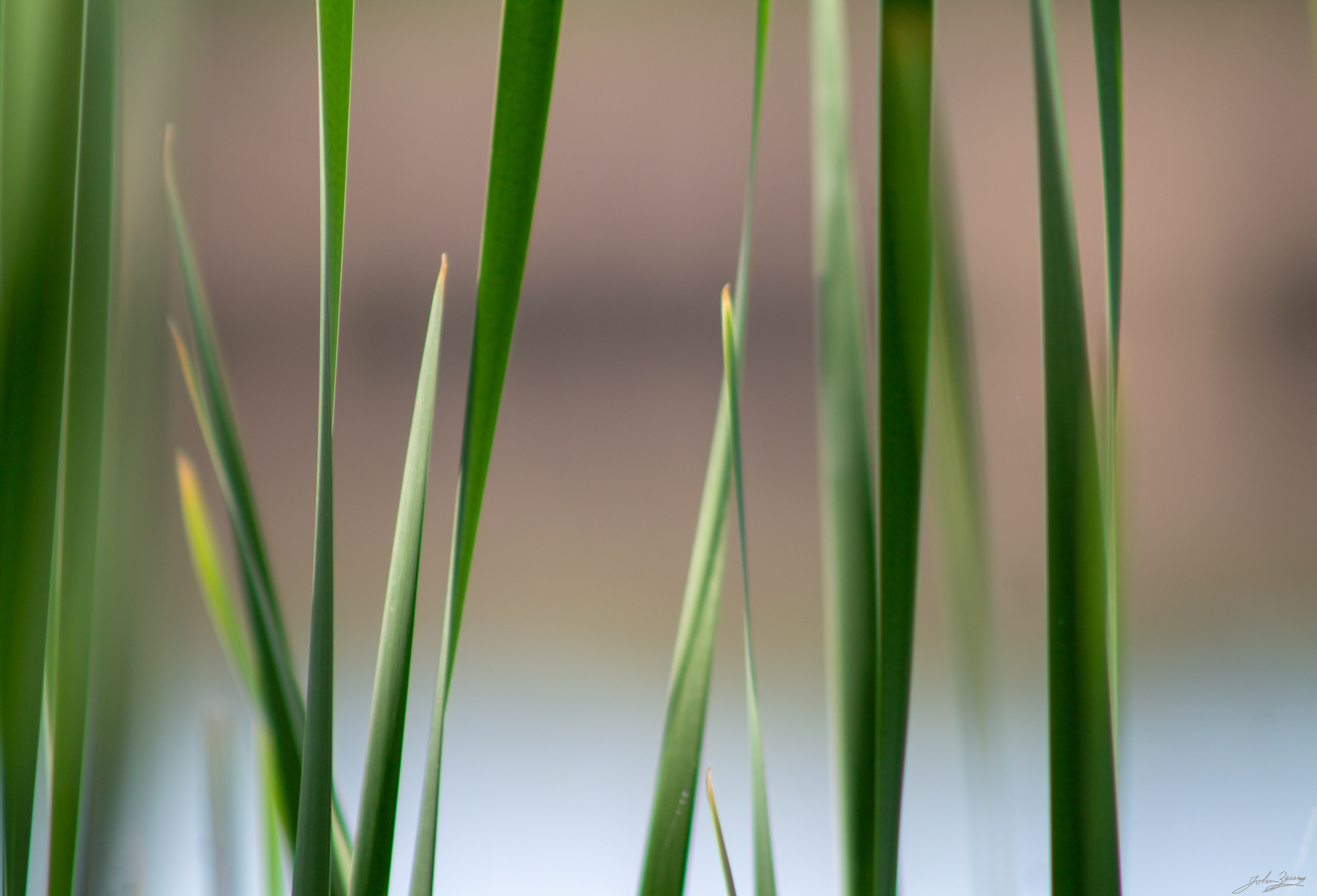 Reeds