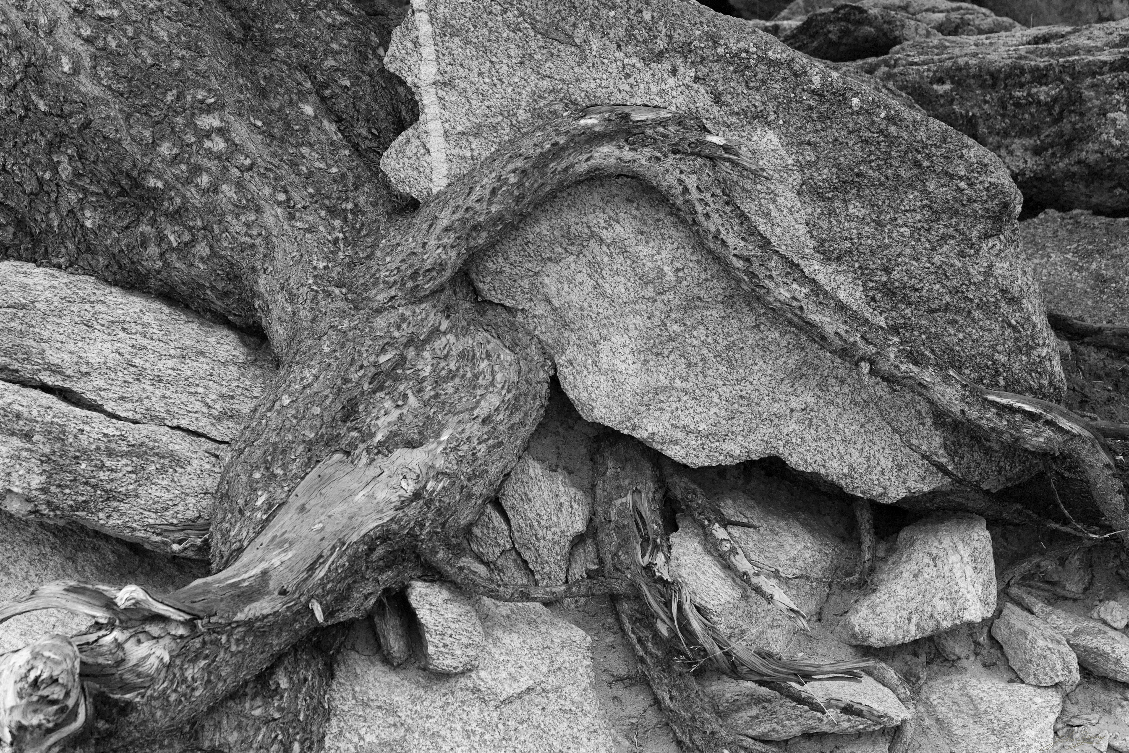 Gnarled