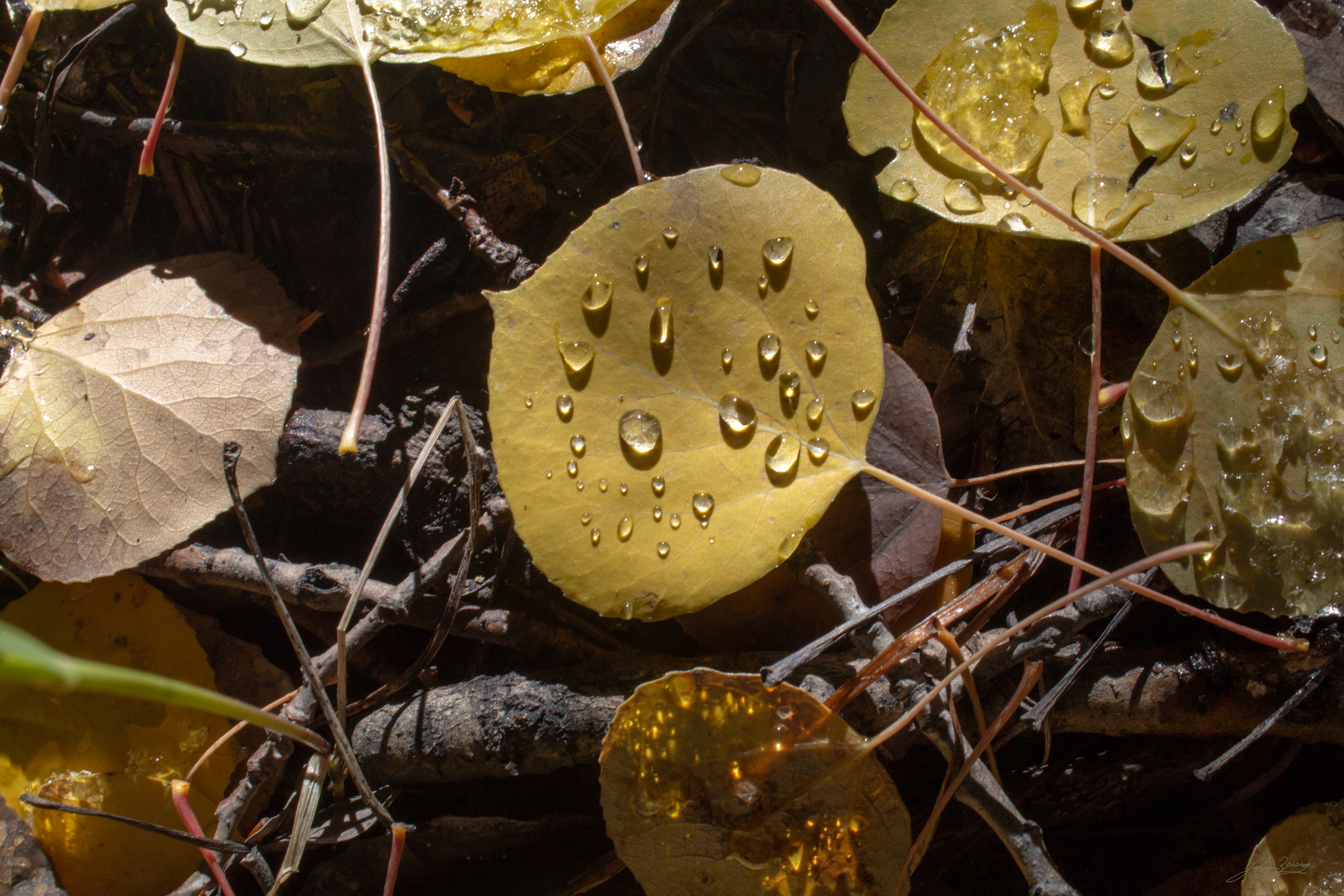 Spring Aspen