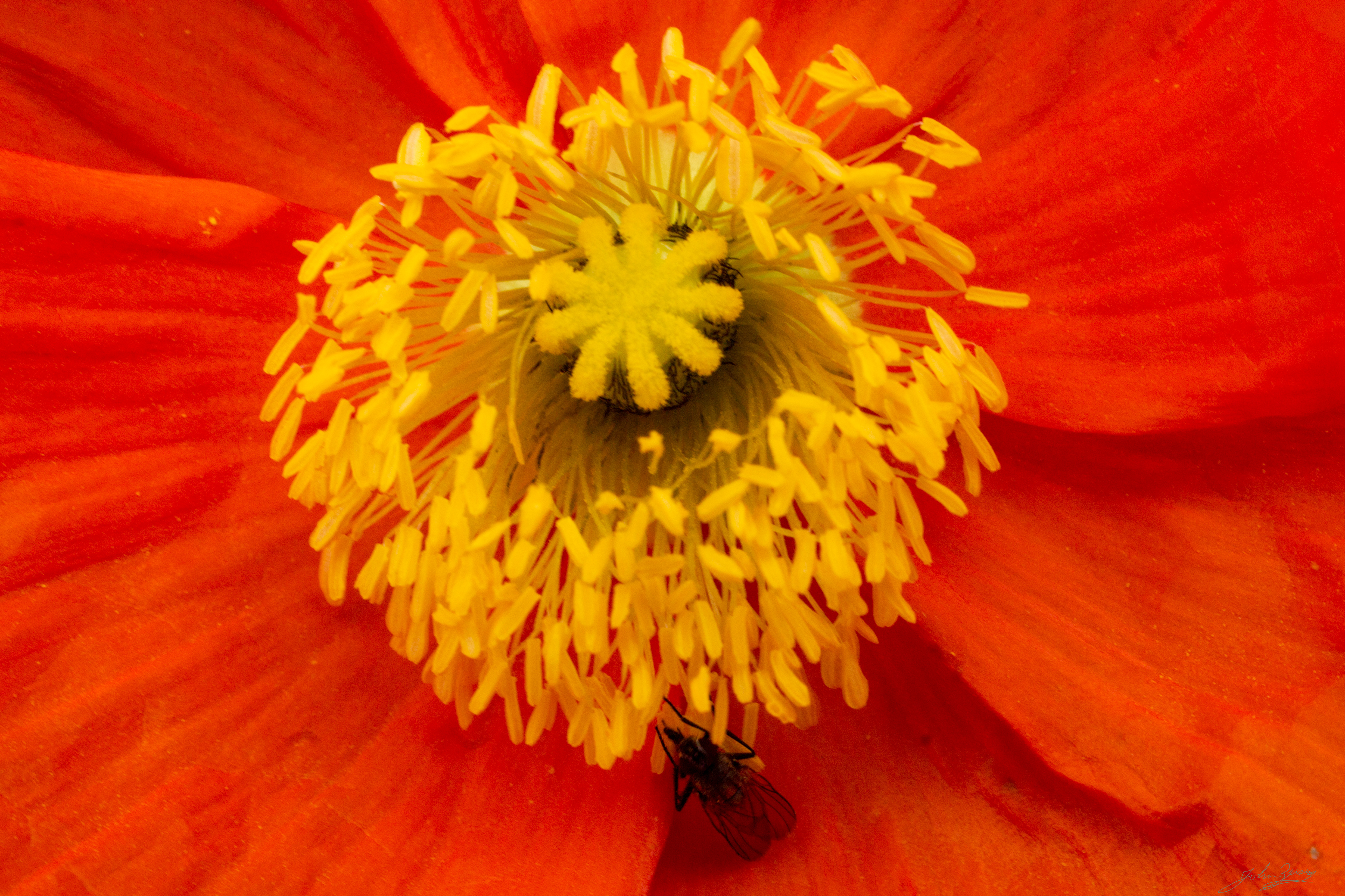 Bee