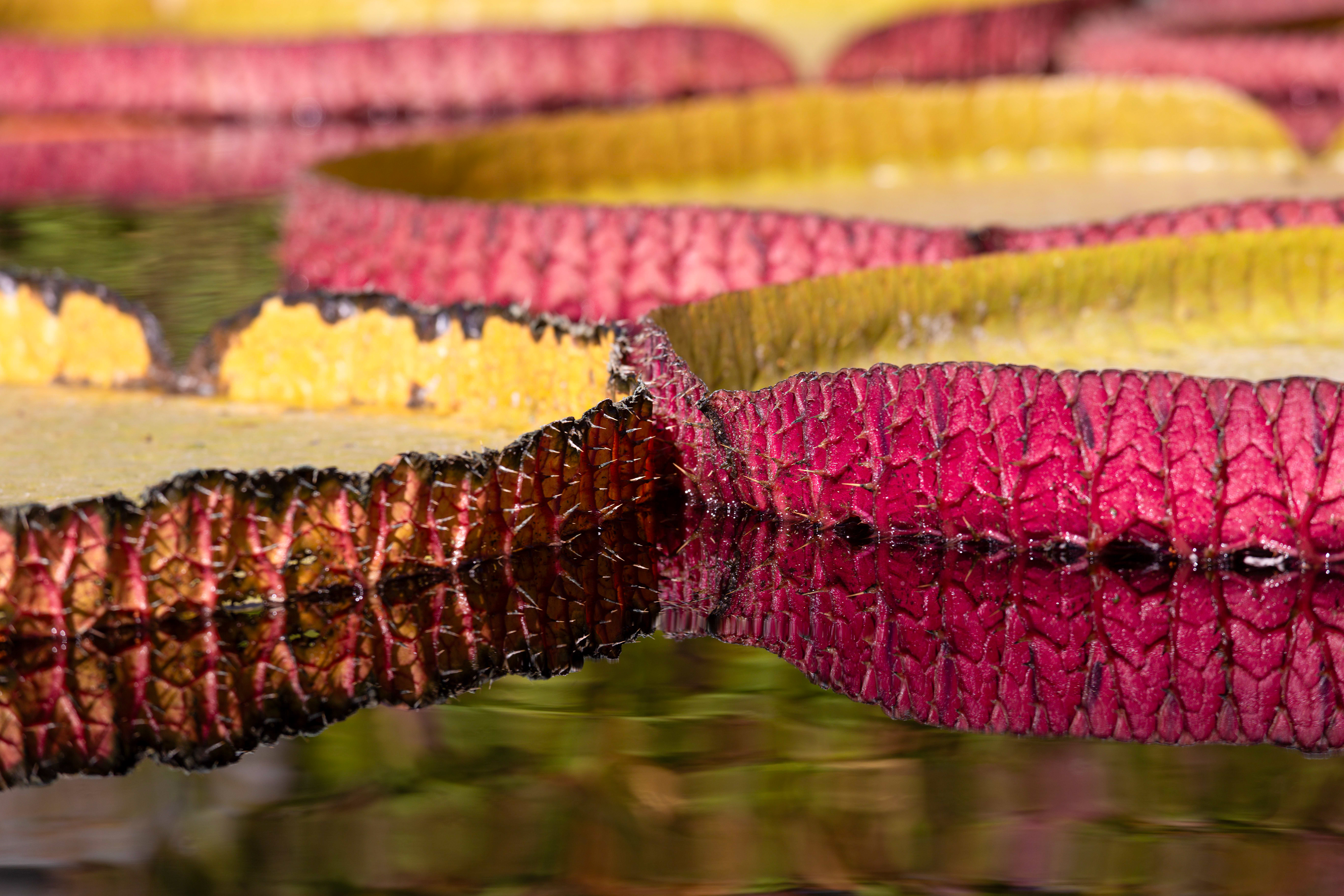 Lilly pads