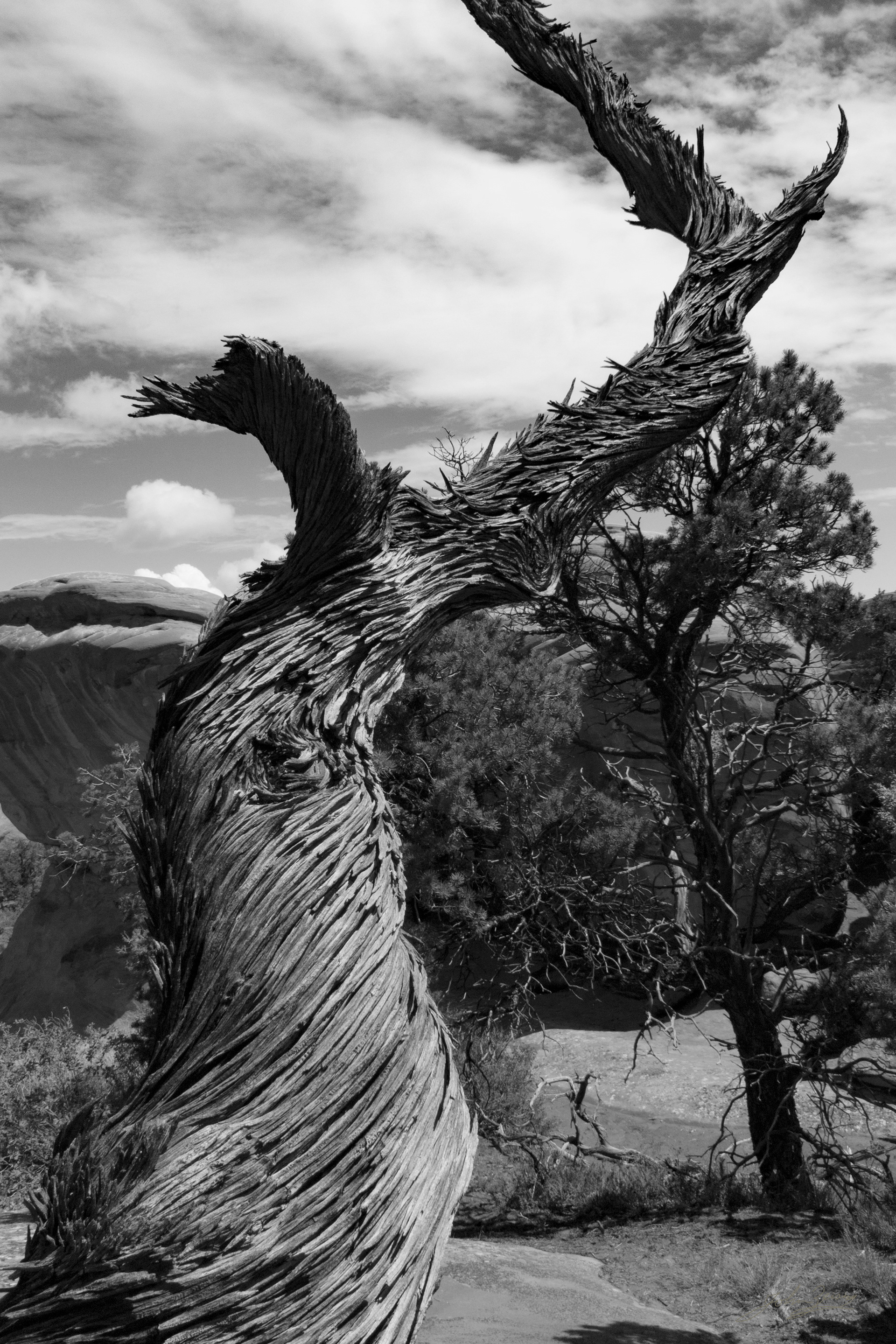 Gnarled