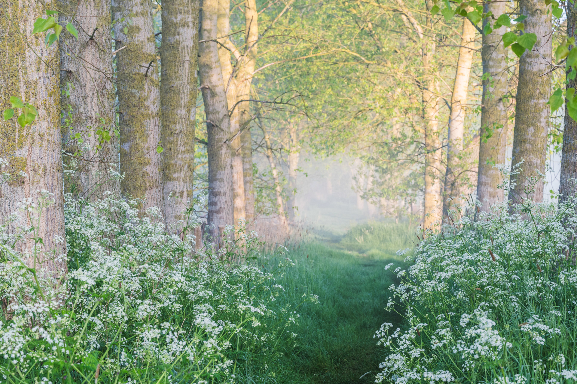 Where spring gently awakens