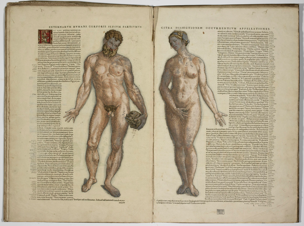 Male and Female nudes