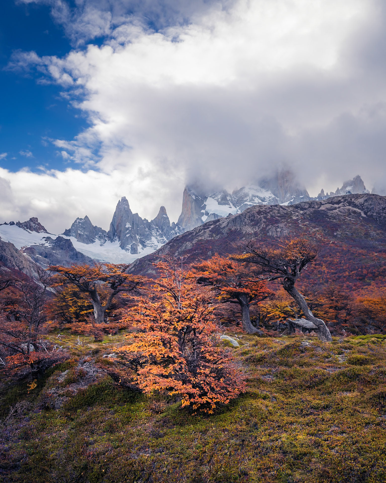 Fitz Roy - Gathering Trees (5:4)