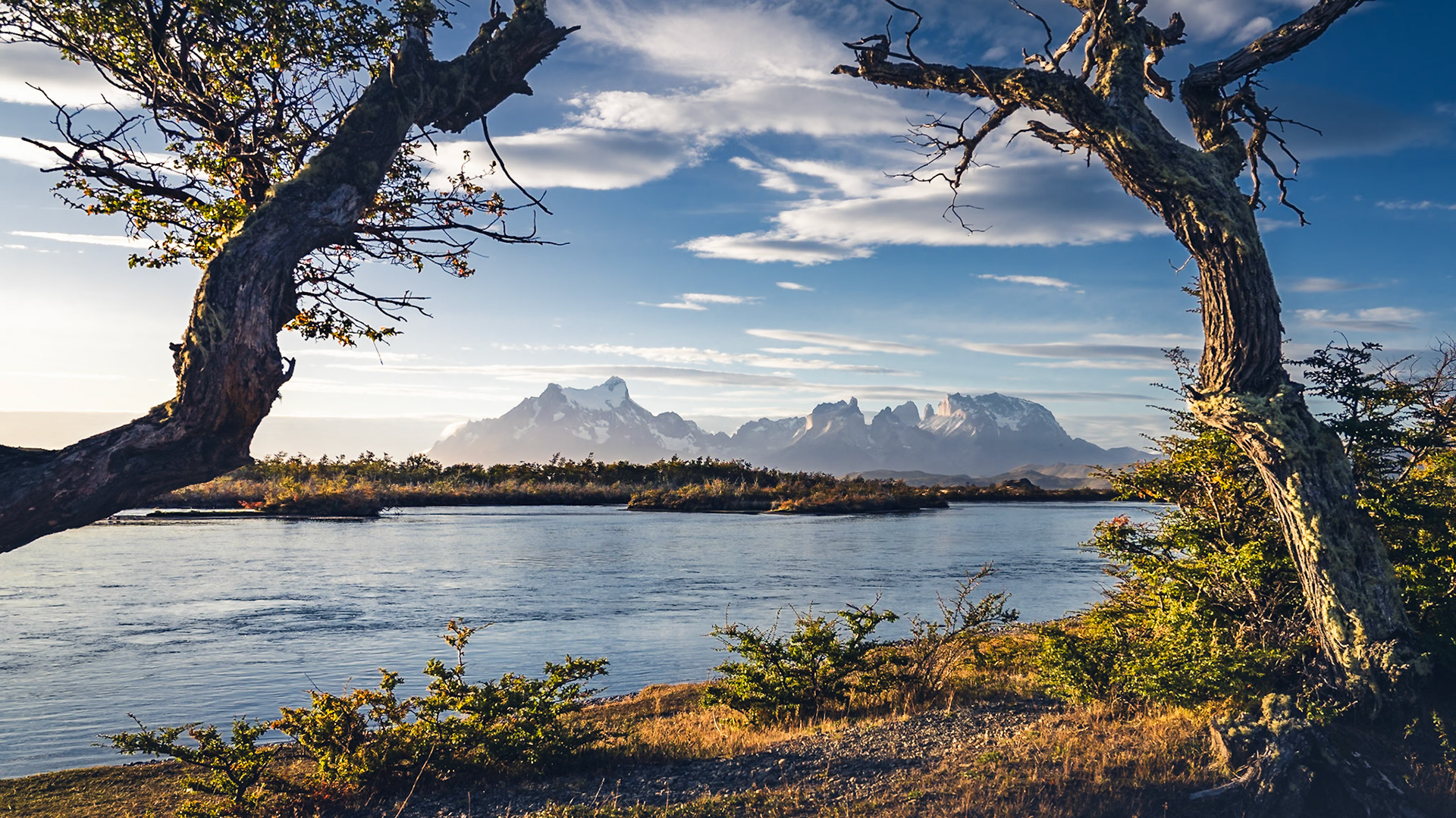 Torres del Paine - Trees Facing the Massif (9:16)