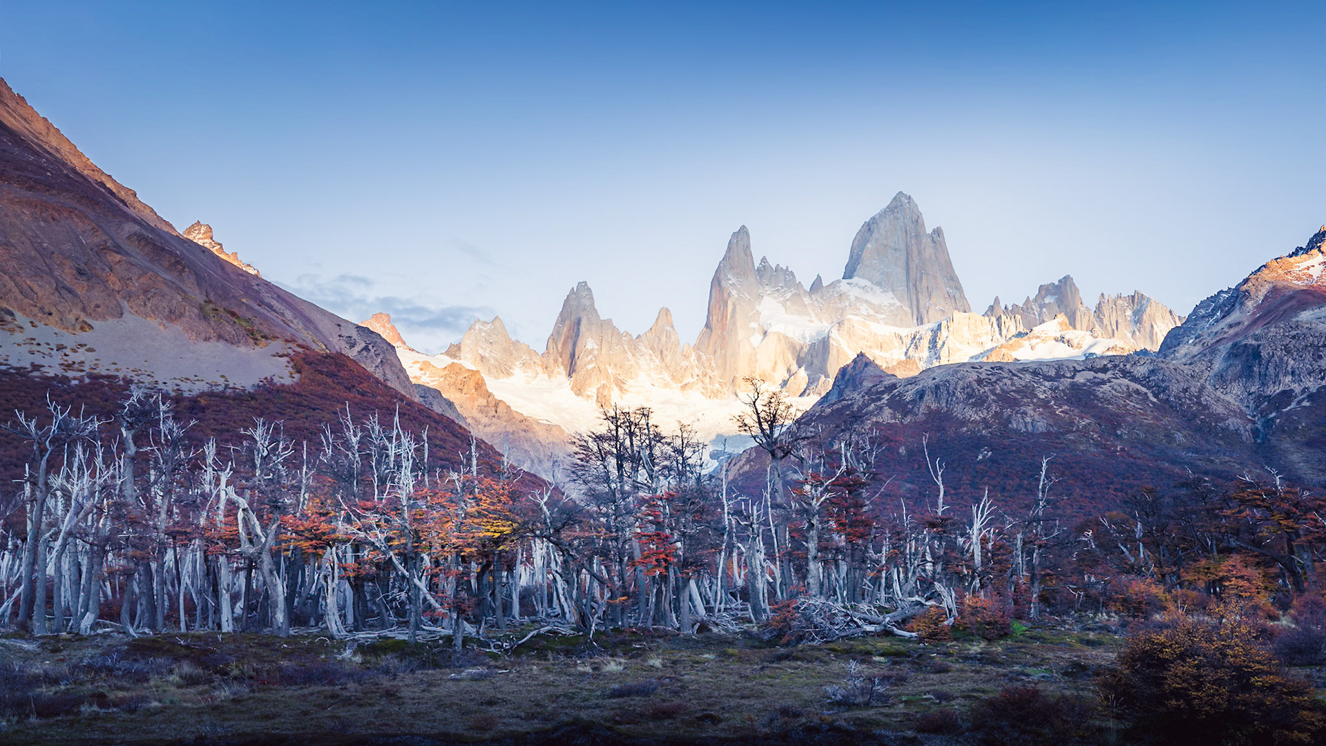 Fitz Roy - Pale Forest (9:16)