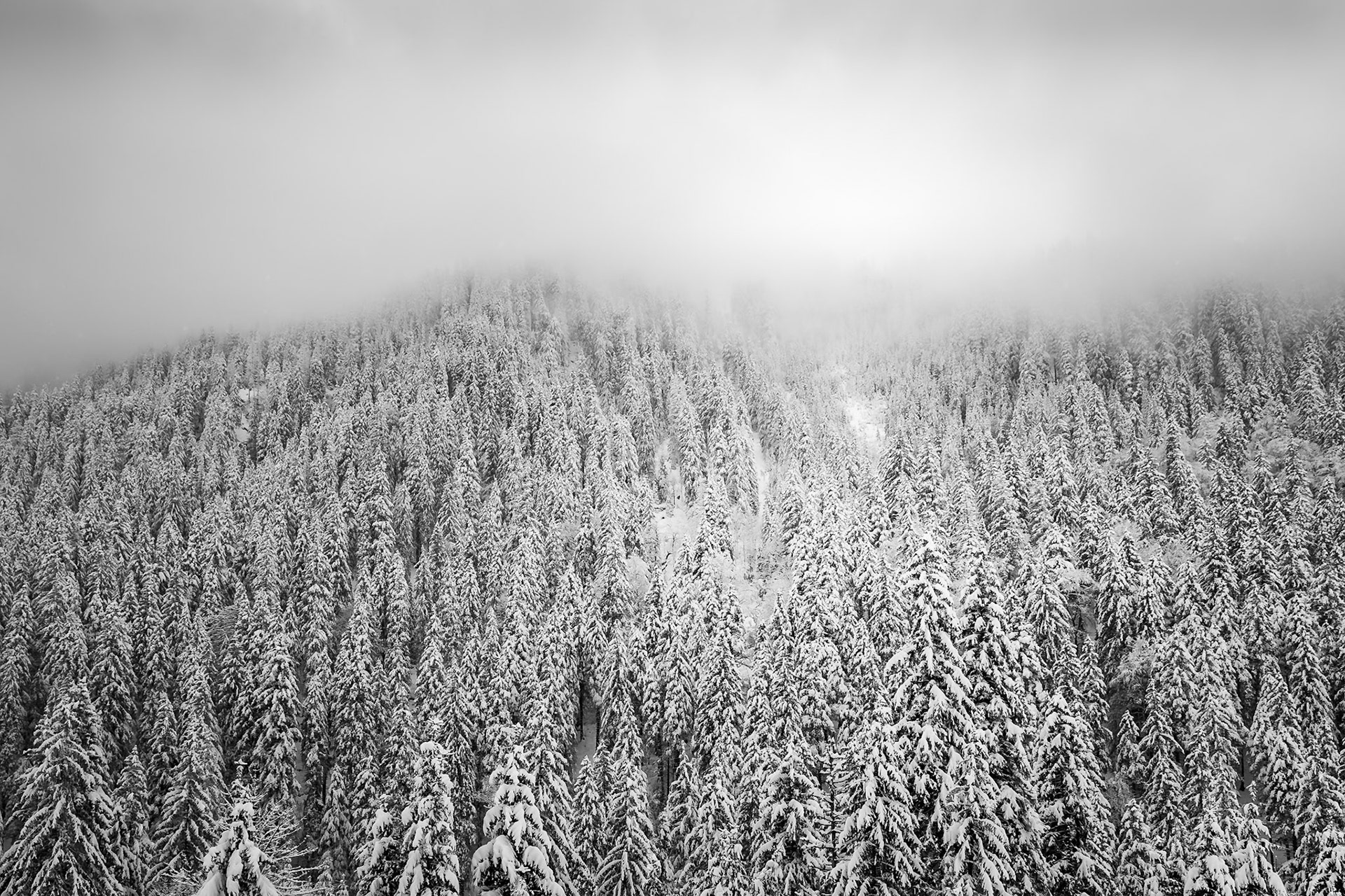 Transfagarasan - Dense Canopy (2:3)