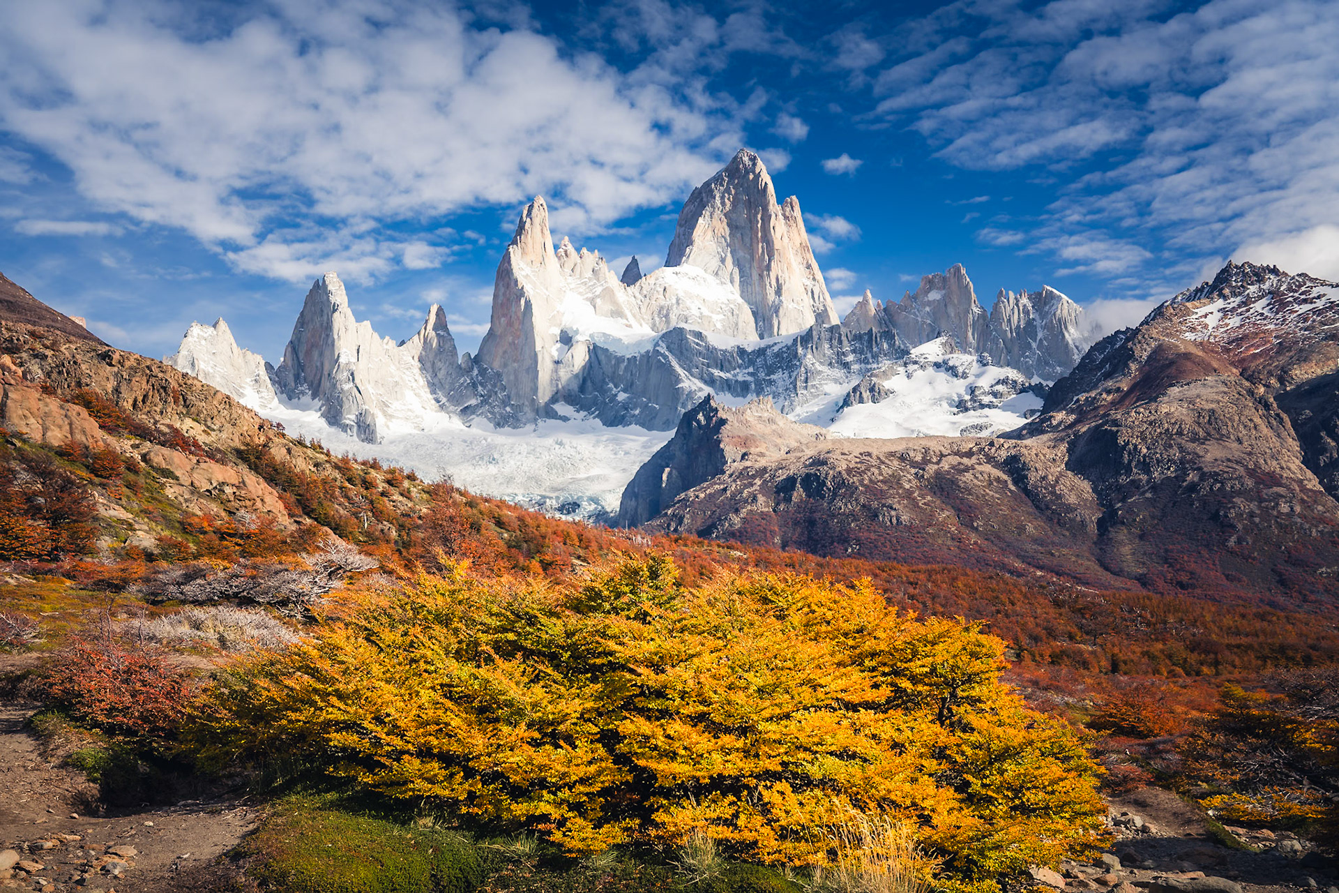 Fitz Roy - Golden Thicket (2:3)