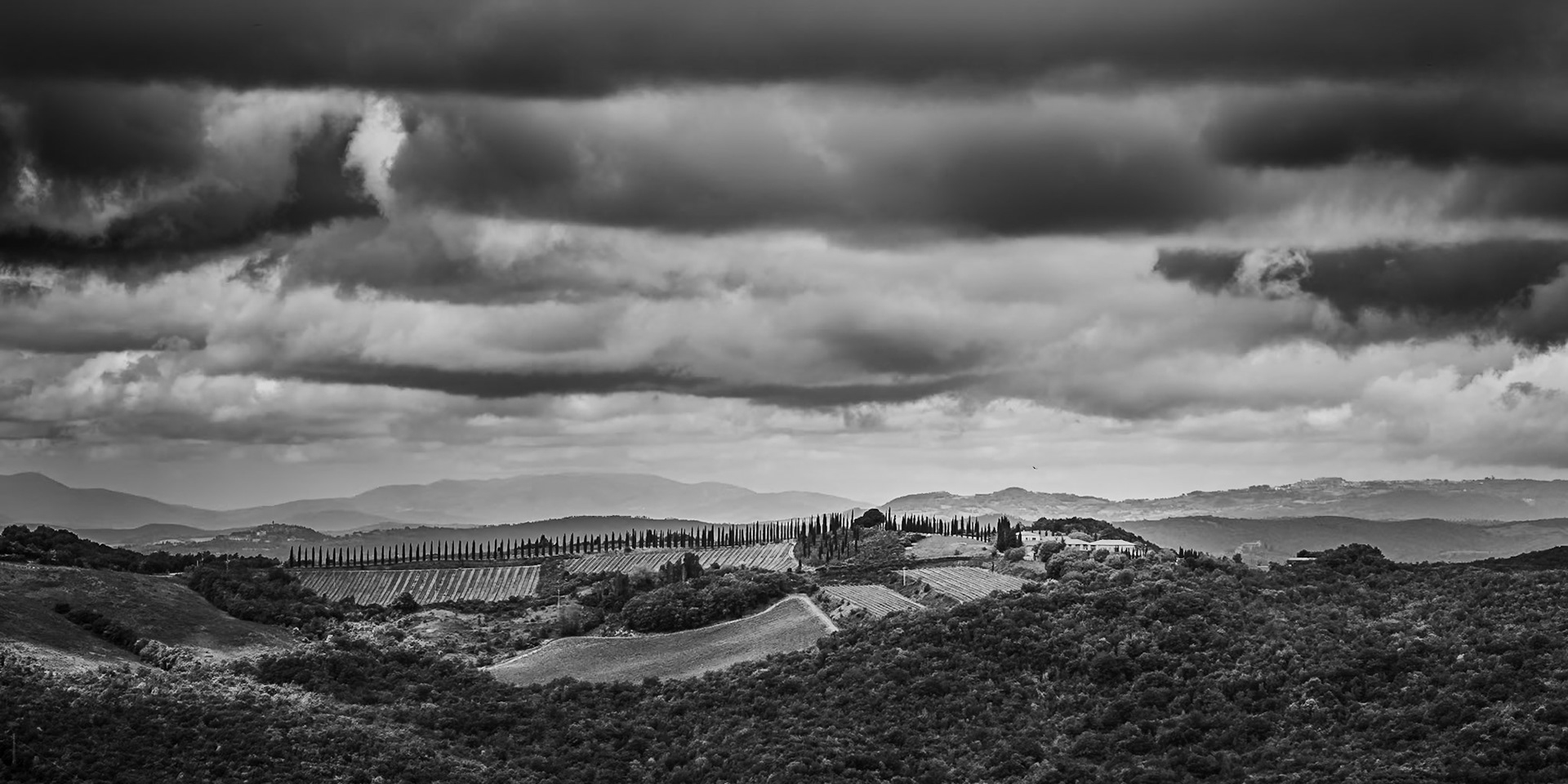Tuscany - Long Cypress Path to the Winery (2:1)