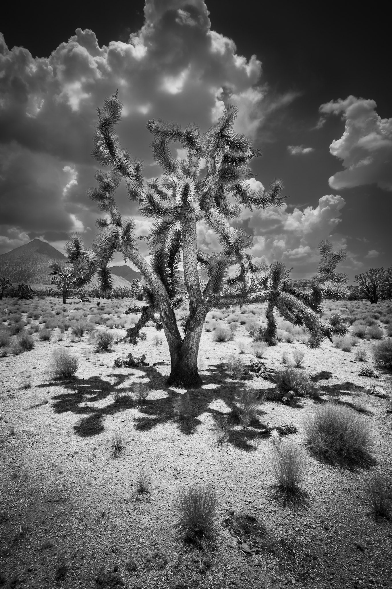Joshua Tree - Tree and Shadow (3:2)