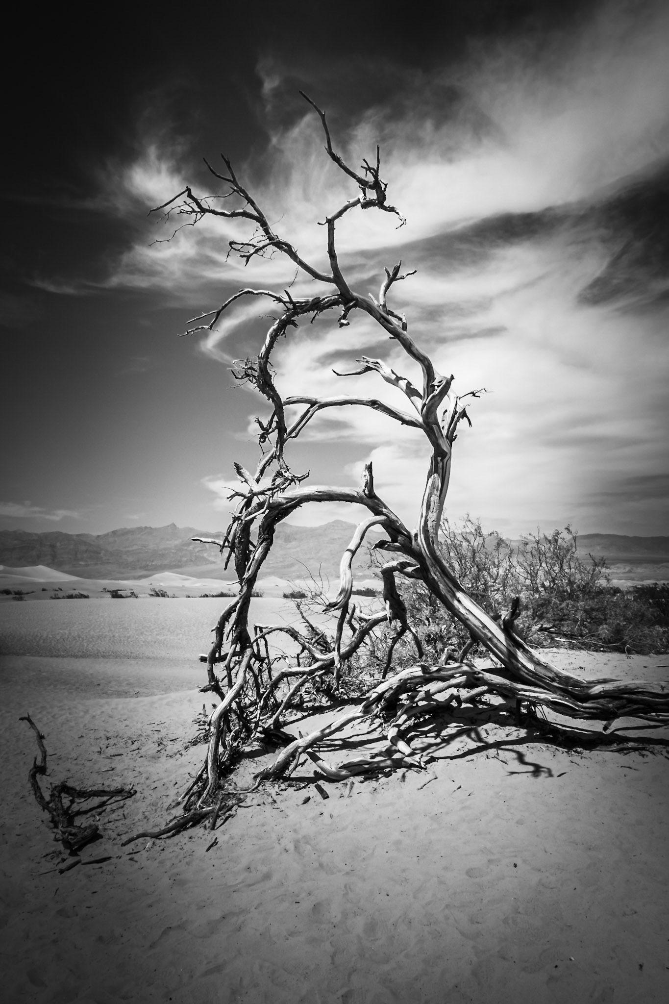 Death Valley - Dead Tree Combing Clouds (3:2)