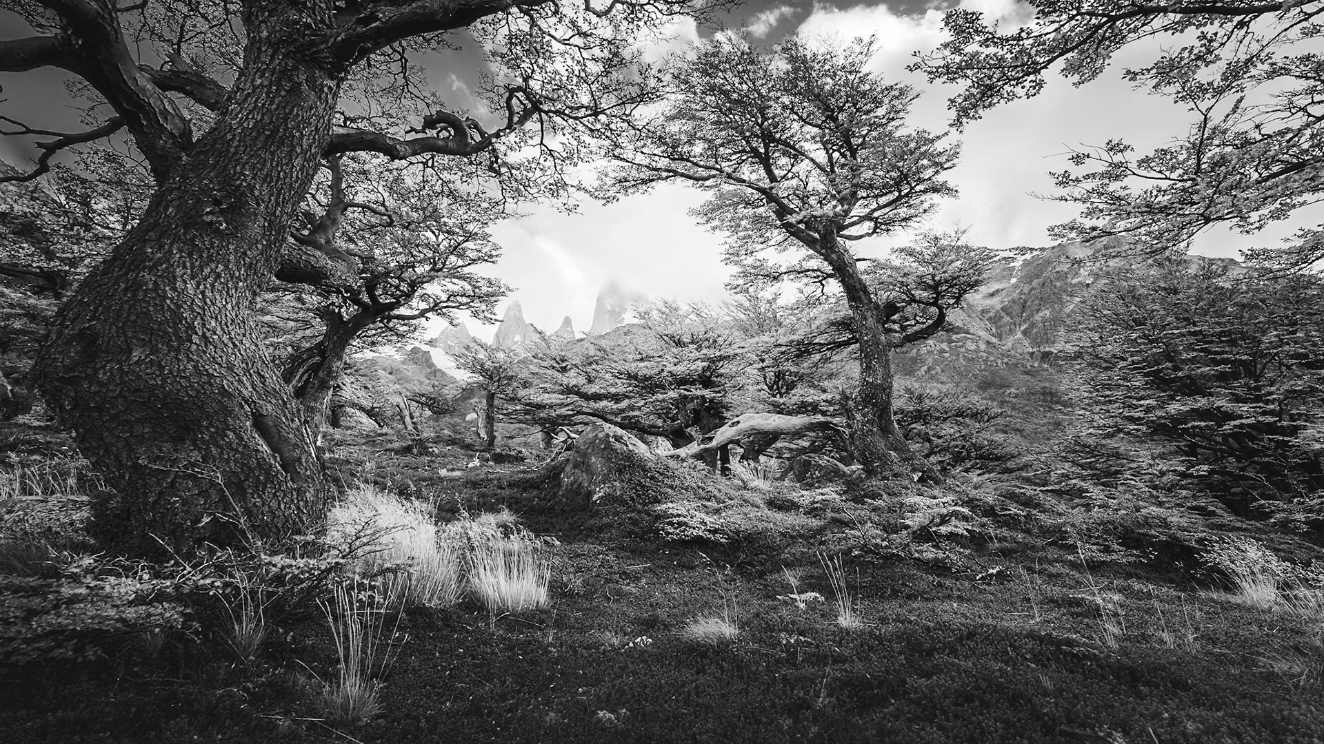 Fitz Roy - Within the Lenga Woods (9:16)