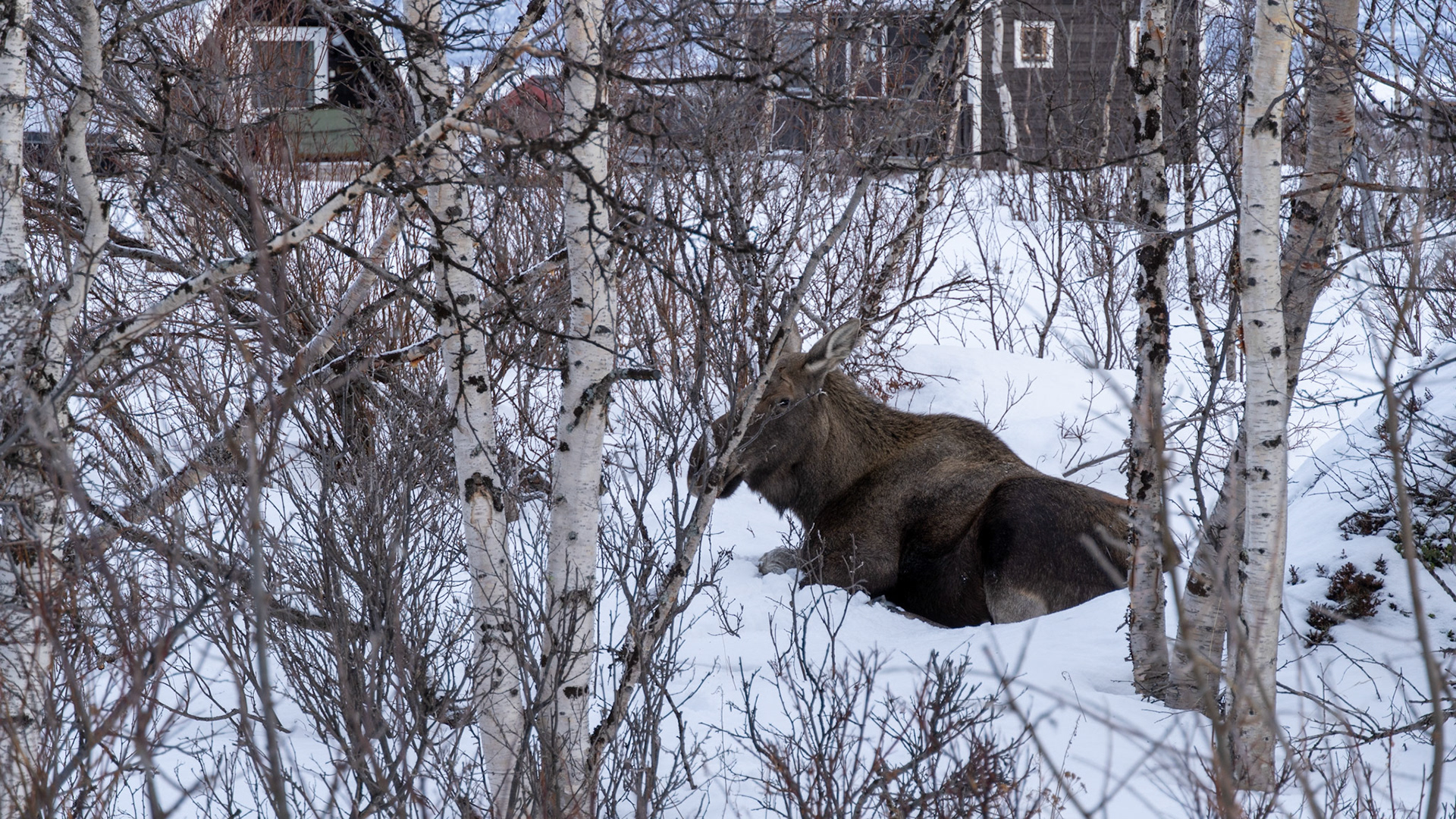 Abisko, (Swedish Lapland)