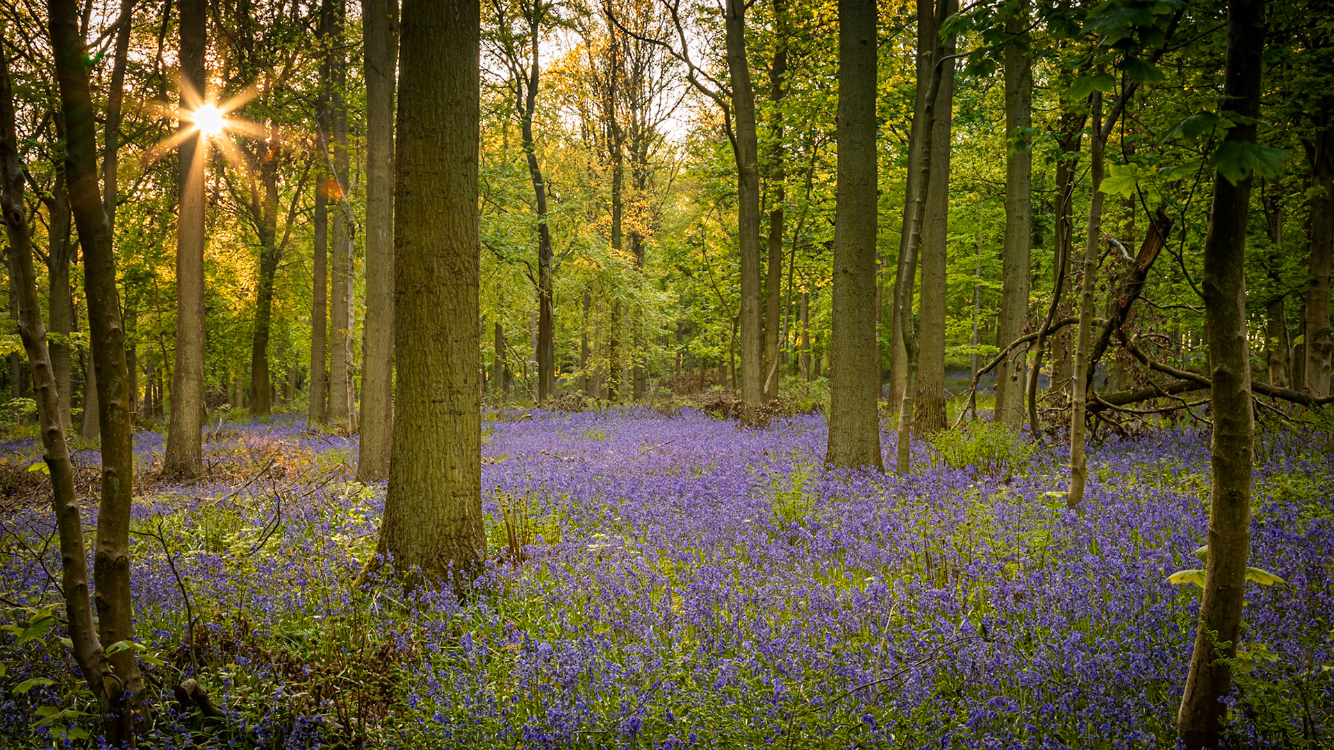 Blue Bells in Raby Woods