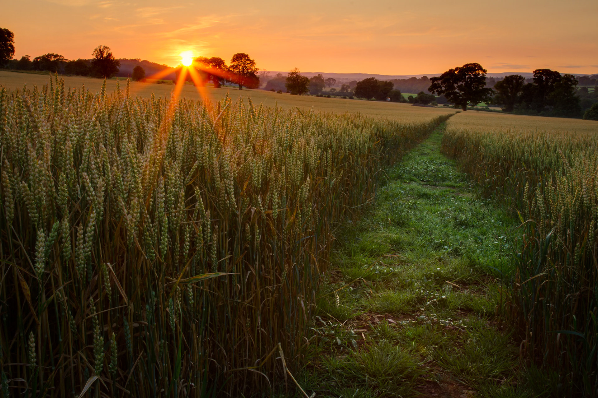 A wheat field just outside Barnard Castle, Teesdale
