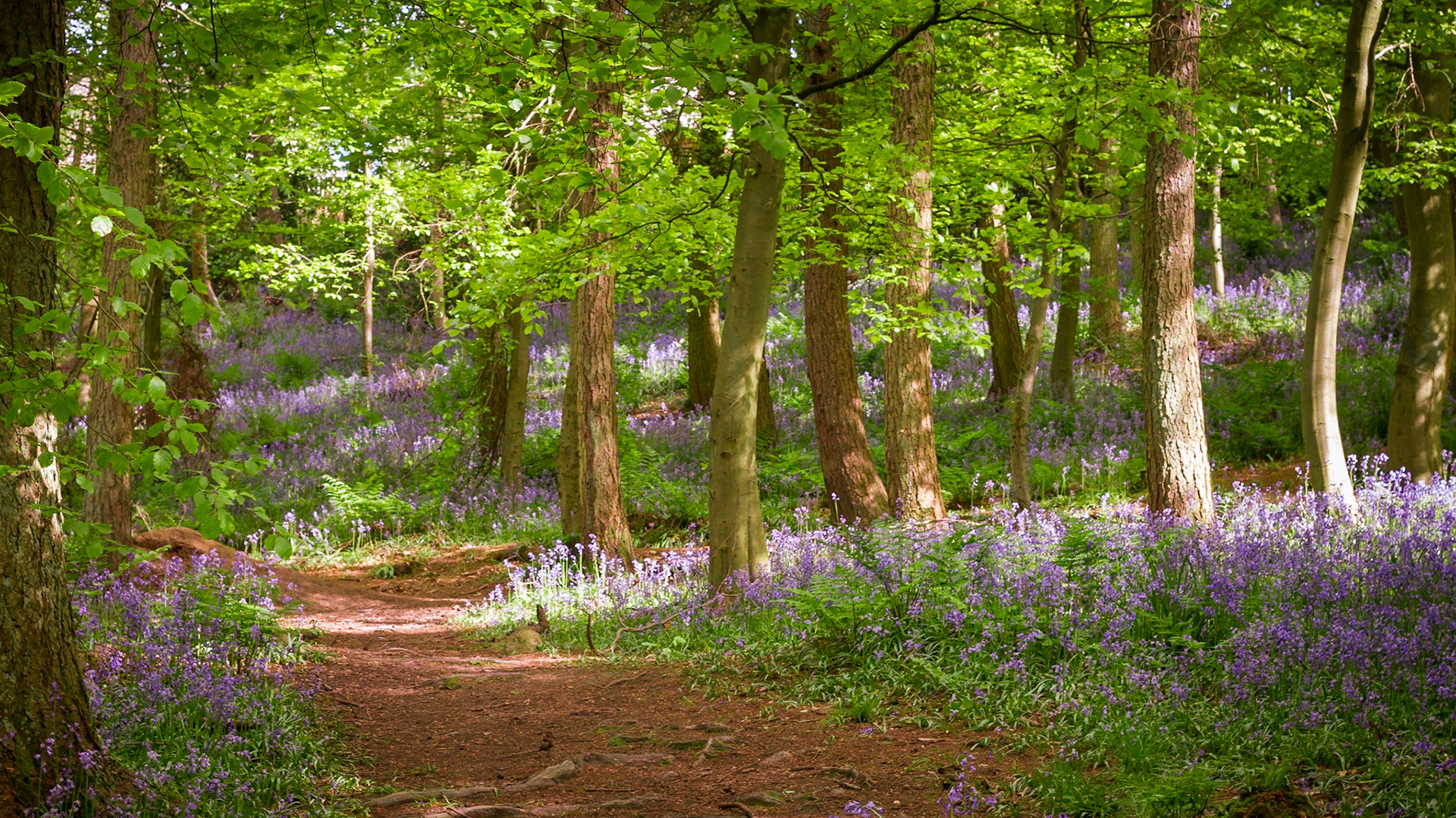 Bluebells: Flatts Wood
