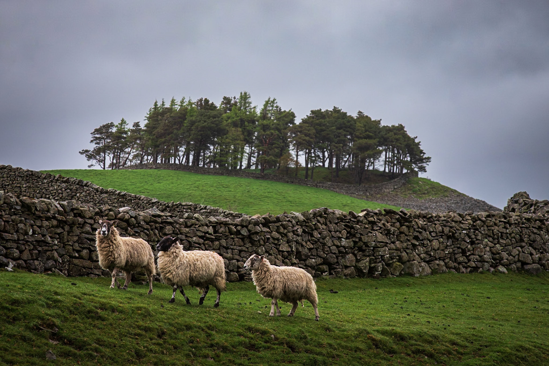 Kirk Carrion IV: Kirk Carrion is a copse of pine trees, surrounded by a stone wall, on a hilltop near Middleton-in-Teesdale. The trees, which were planted in Victorian times, cover a tumulus which is reputed to be the burial place of a Bronze Age chieftain, Prince Caryn,