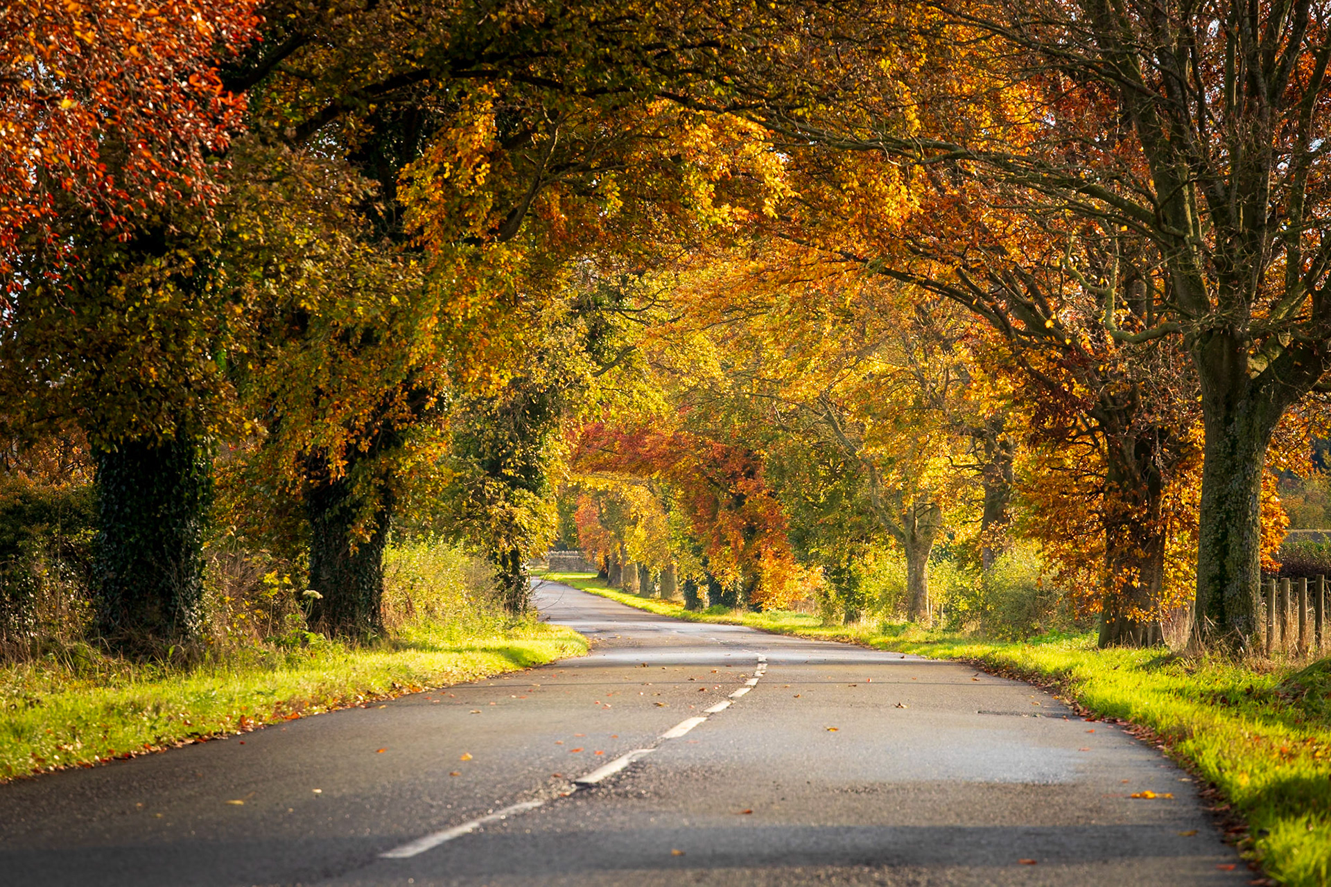 Autumn Trees II: The tree lined road between Barnard Castle and Whorlton.