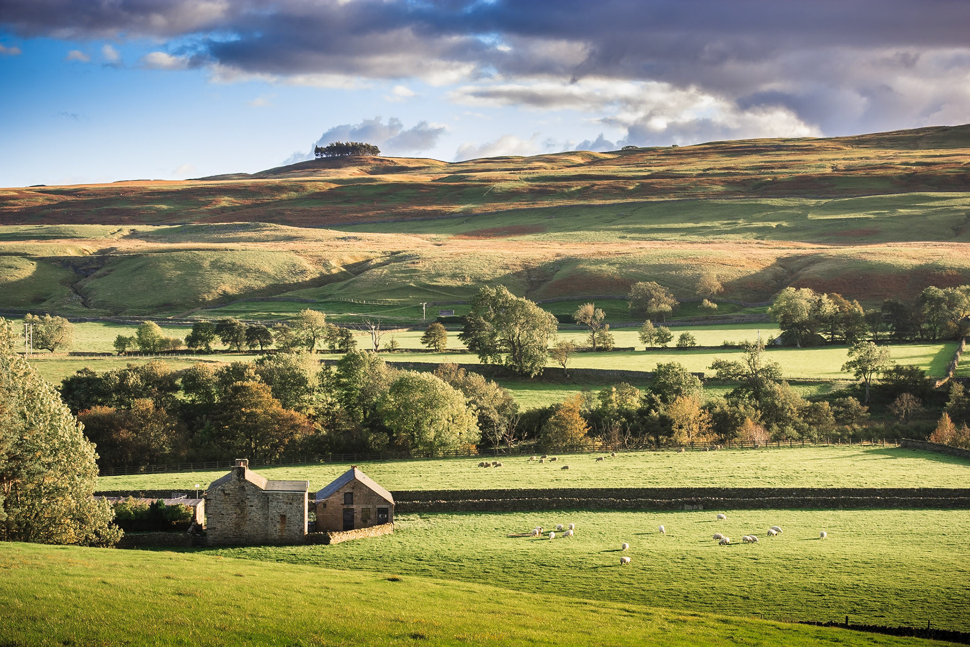 Upper Teesdale Pasture I: Fields in upper Teesdale just outside Middleton in Teesdale. At the top is a copse of trees known as Kirk Carrion