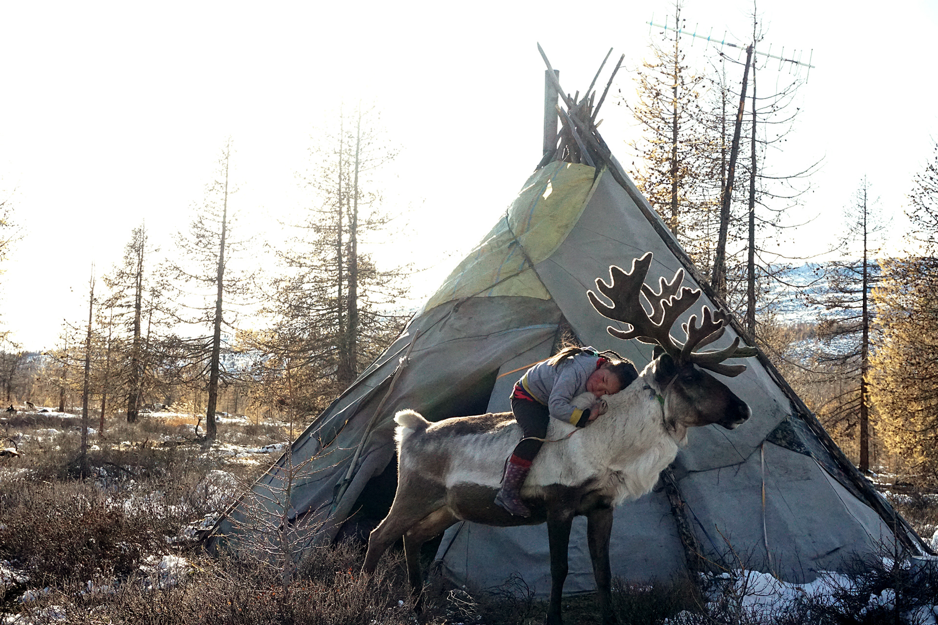 A girl from the Tsaatan community embracing a reindeer in front of her families tipi. Mongolia.