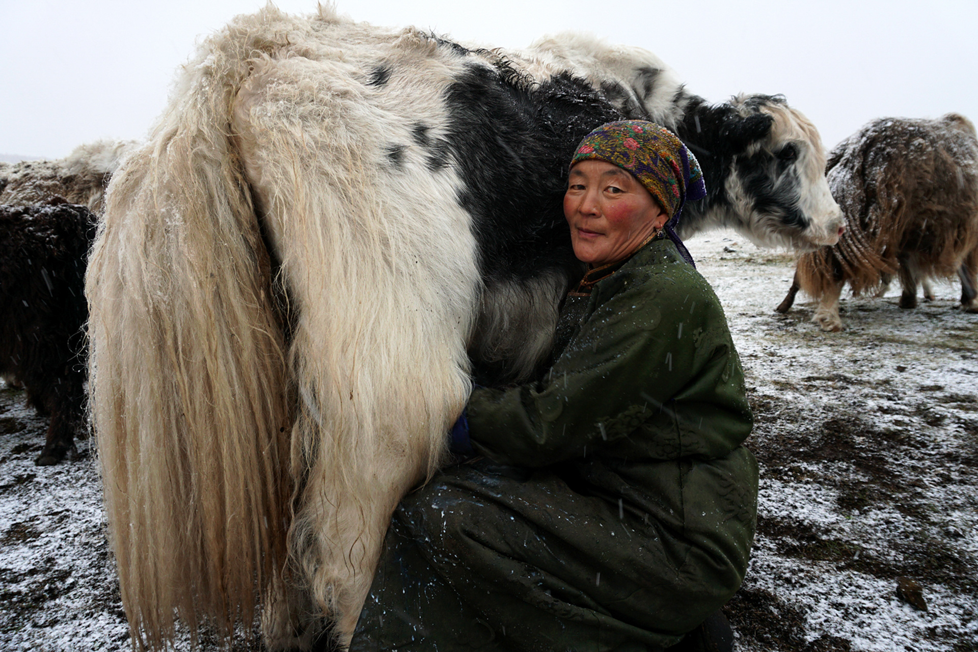 A nomadic herder and her yak in Mongolia.