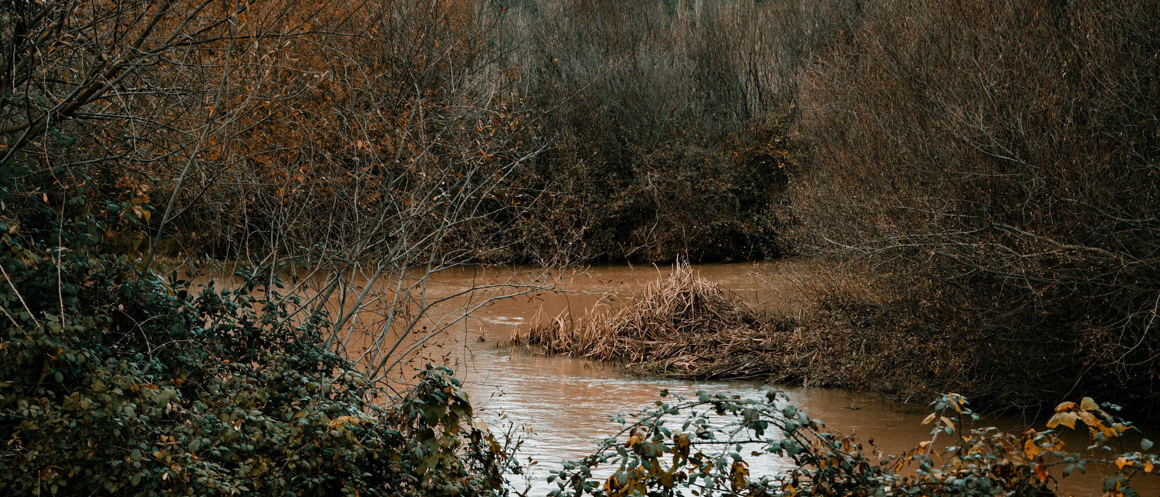 El bosque desde la orilla