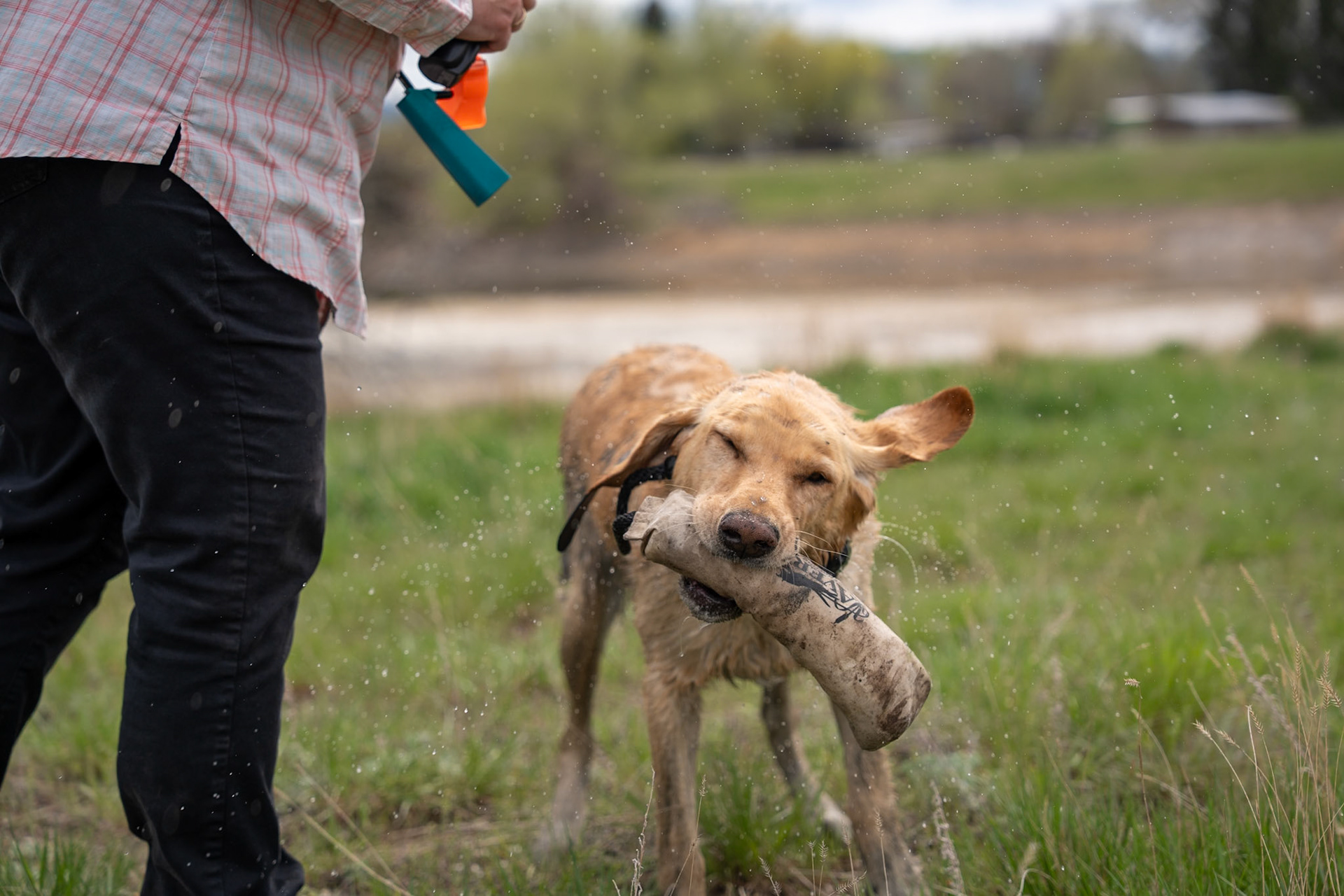 yellow lab