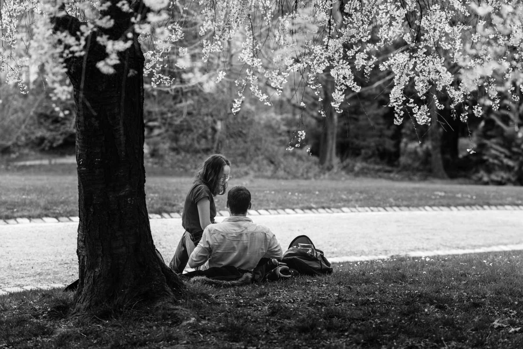 Au pied de l'arbre en fleurs