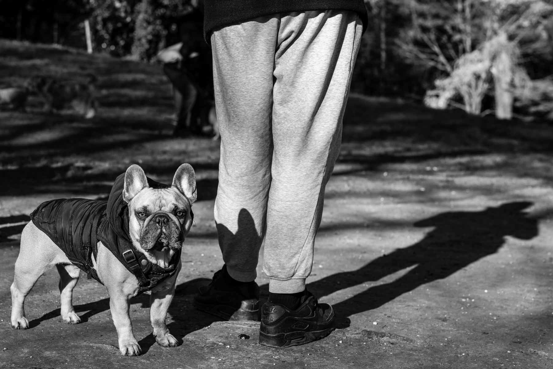 Portrait de Chien avec son Maître