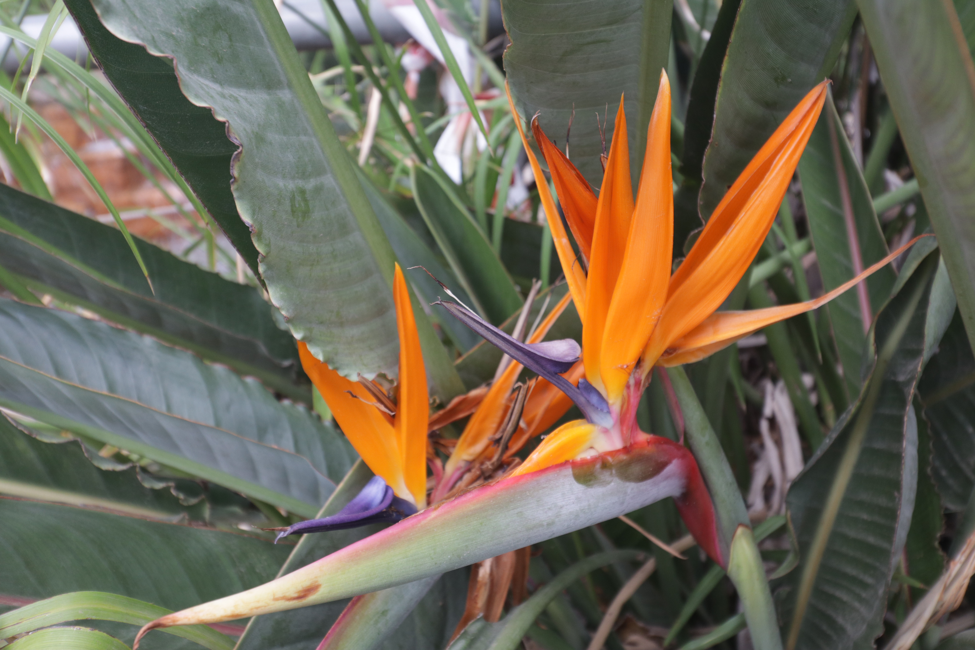 Bird of Paradise flower