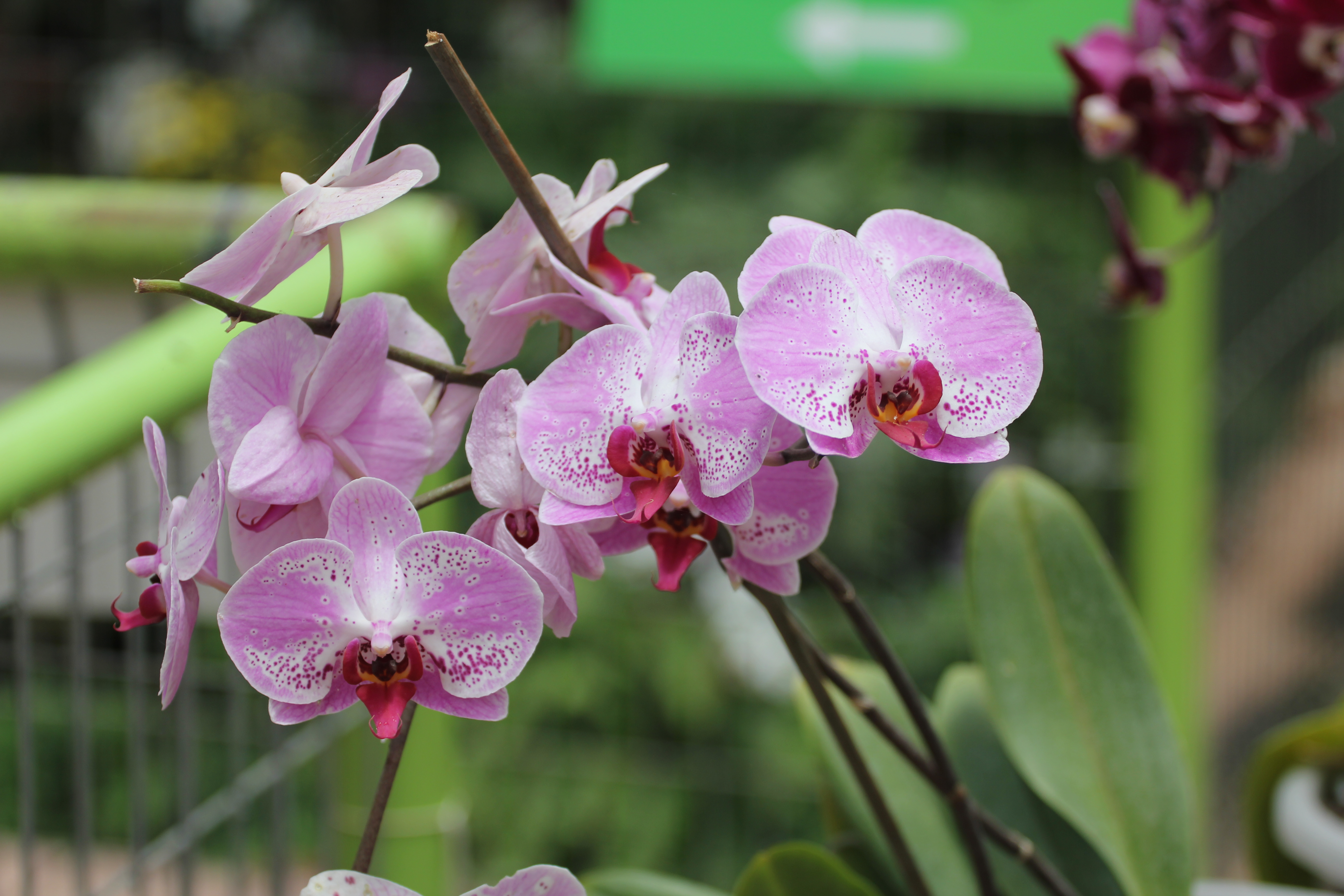Speckled Phalaenopsis Hybrid