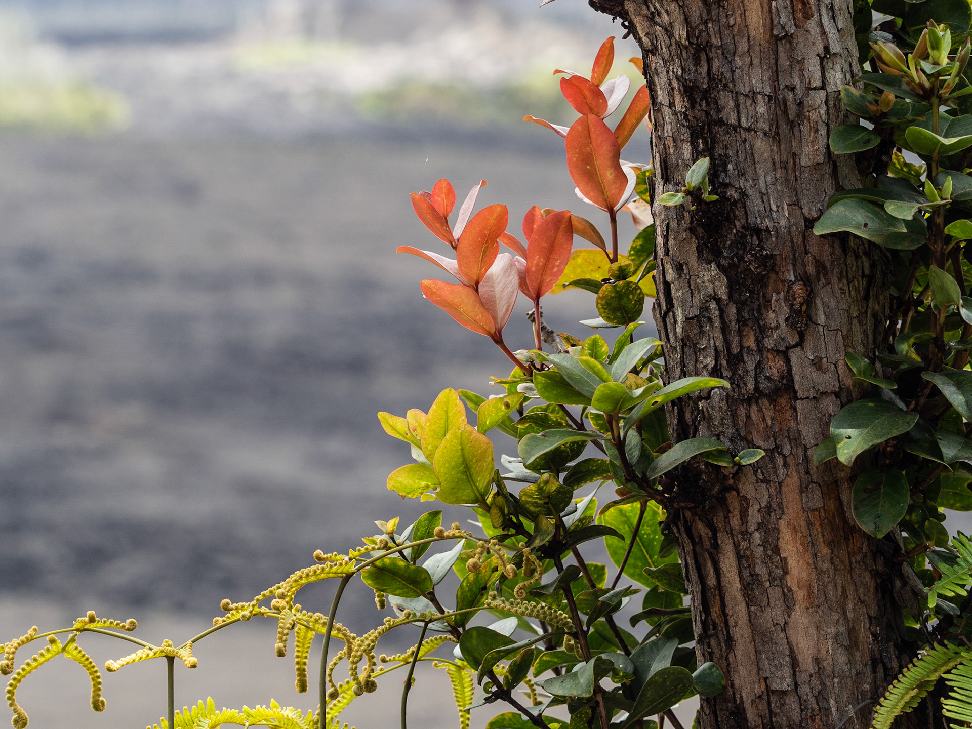 Big Island