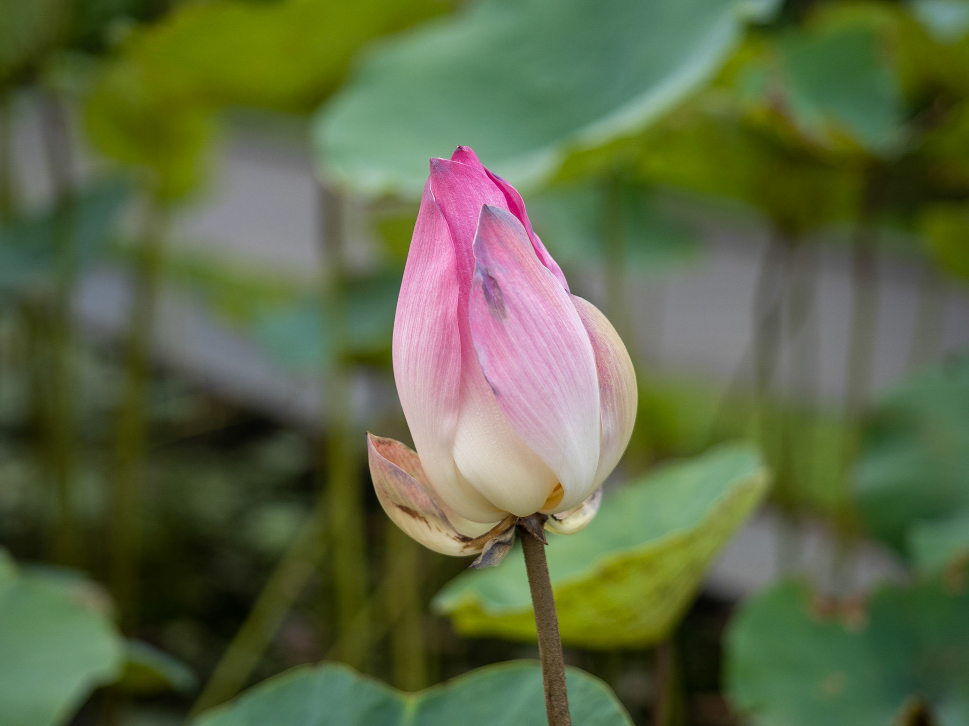 Lotusblüte