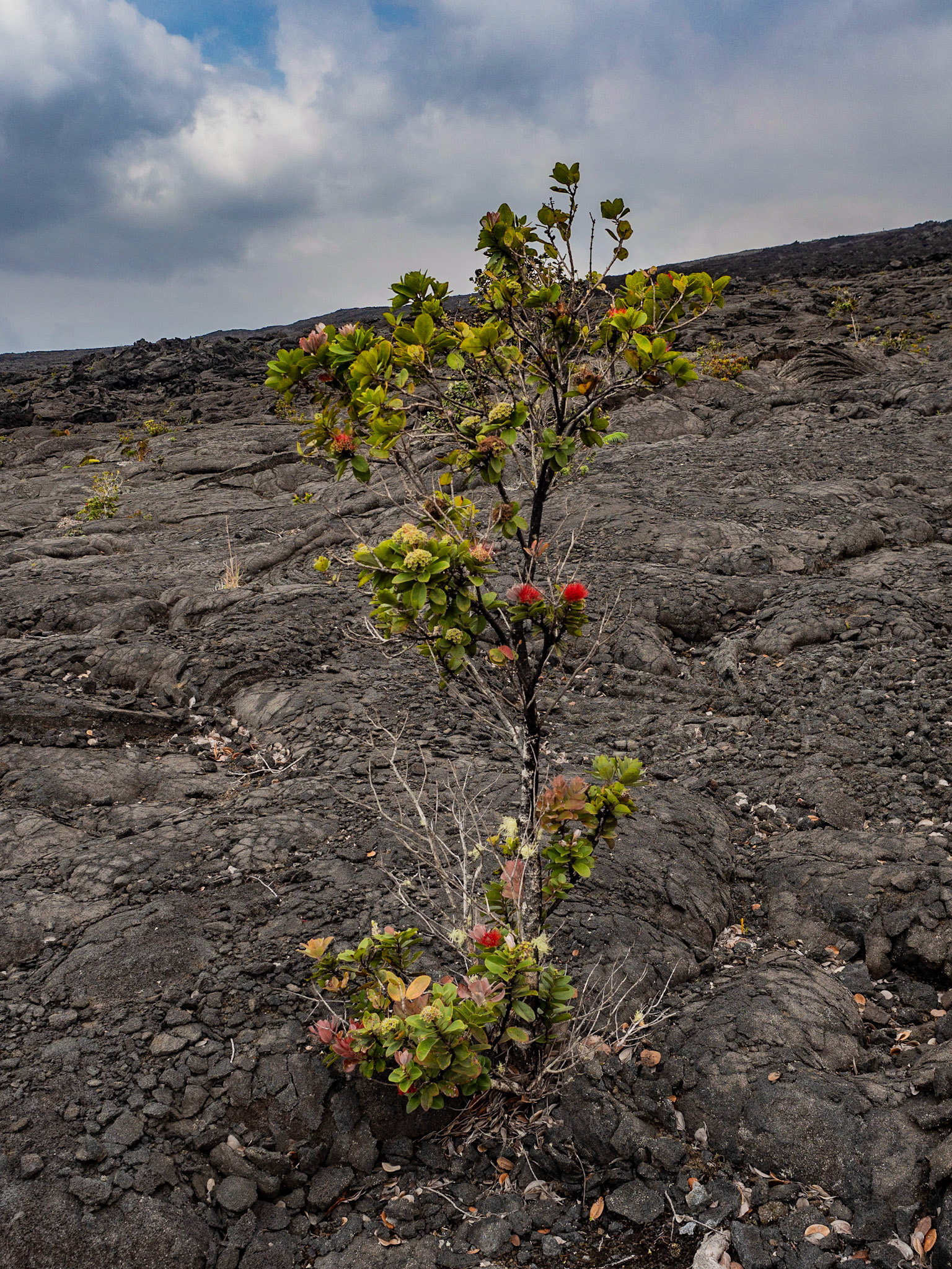 Big Island