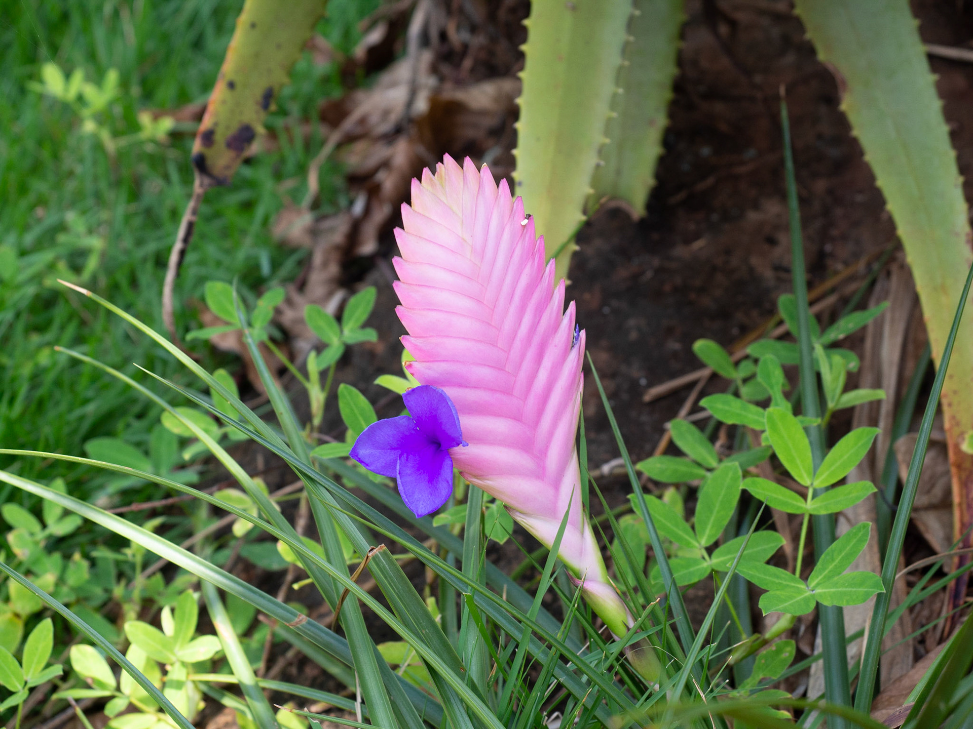 Kauai