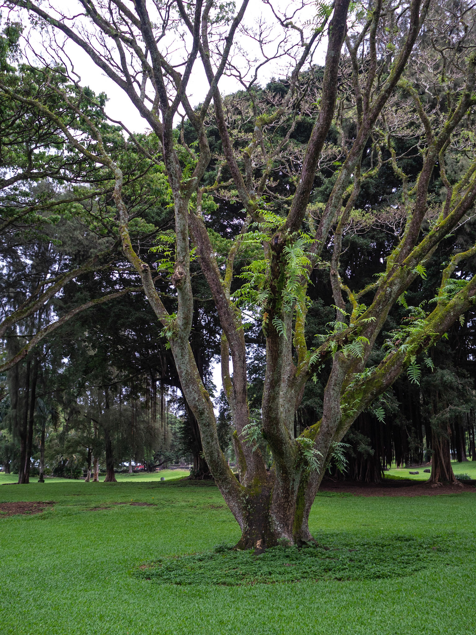 Big Island