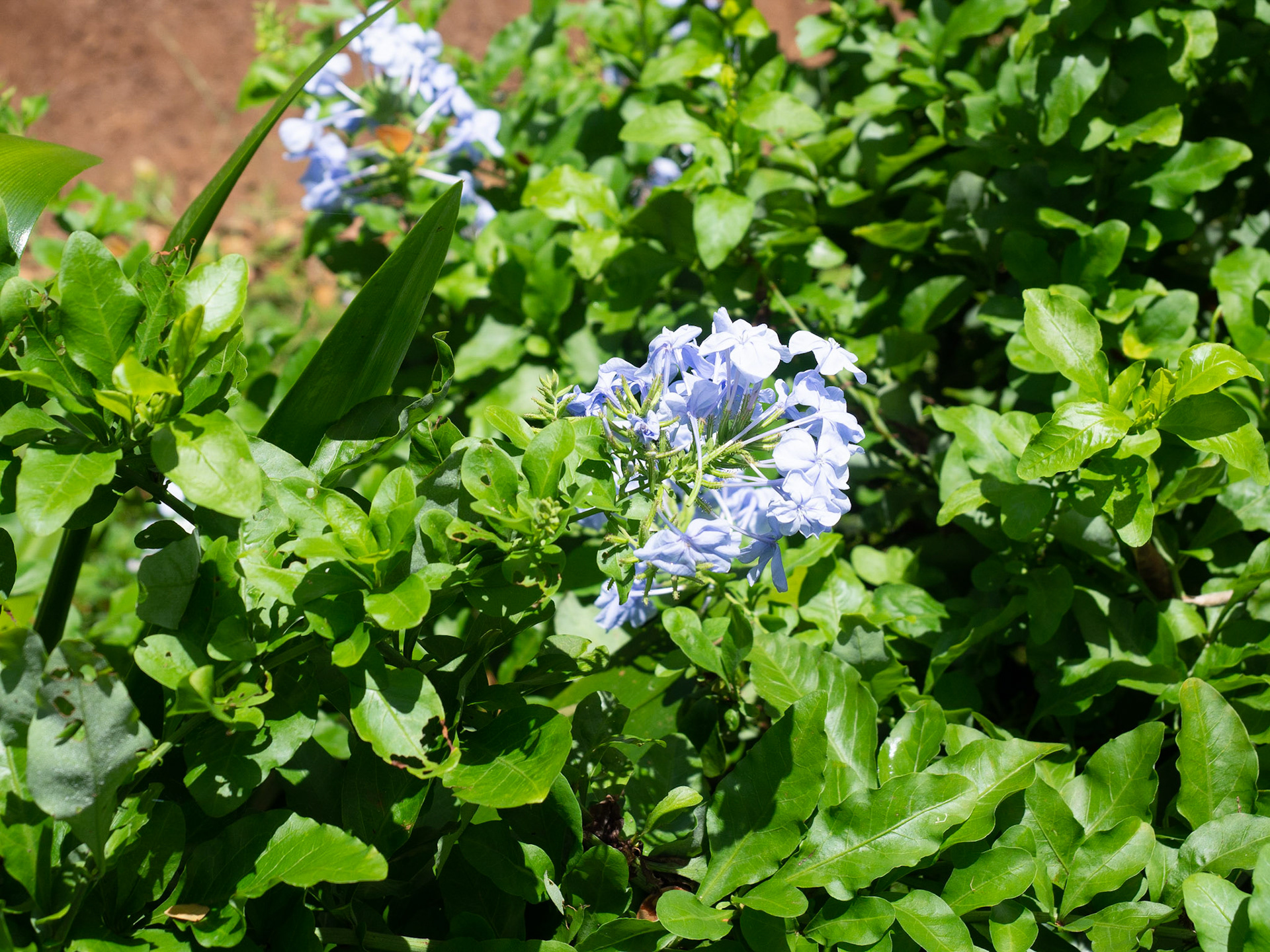 Kauai
