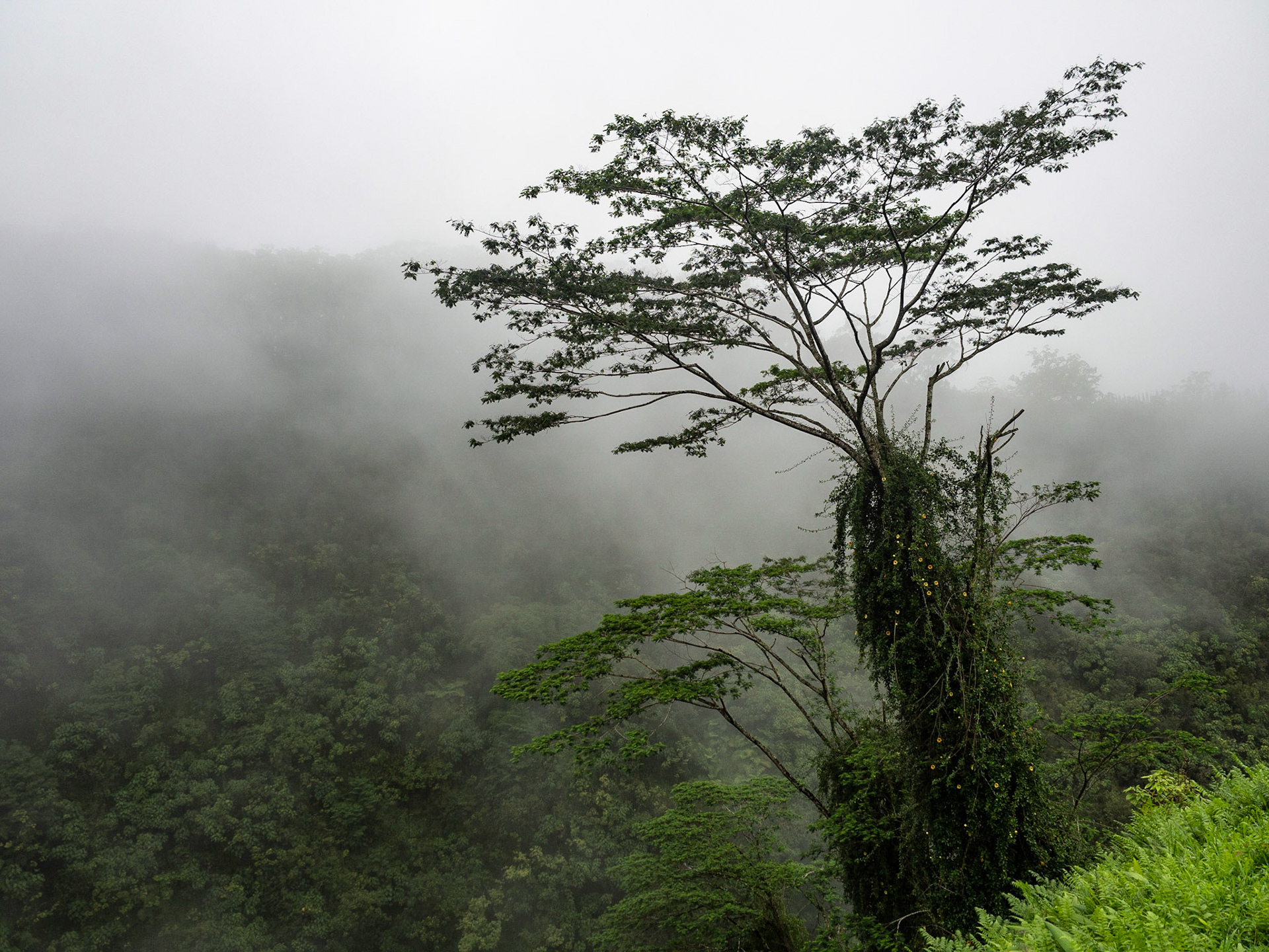 Big Island