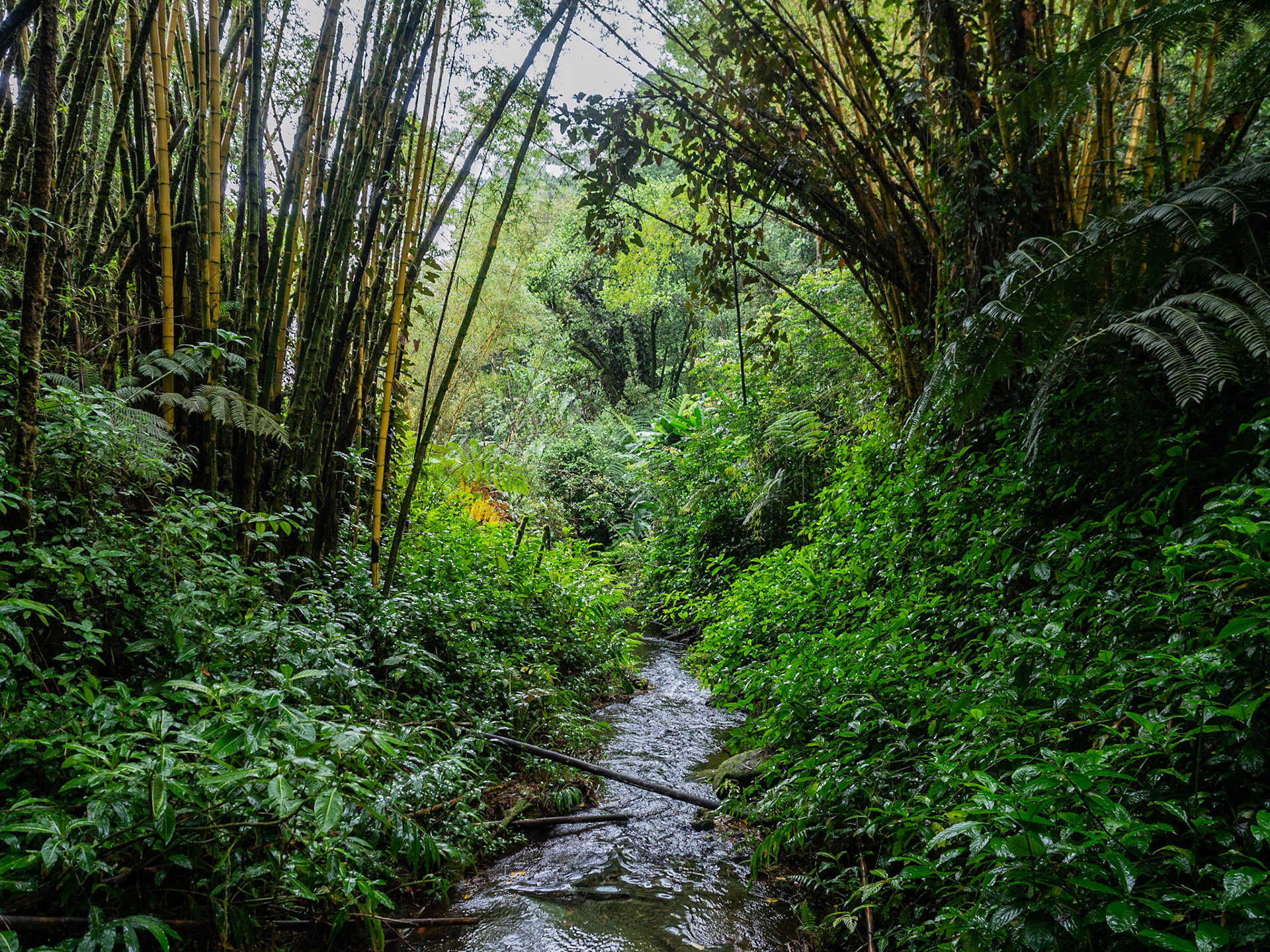 Big Island