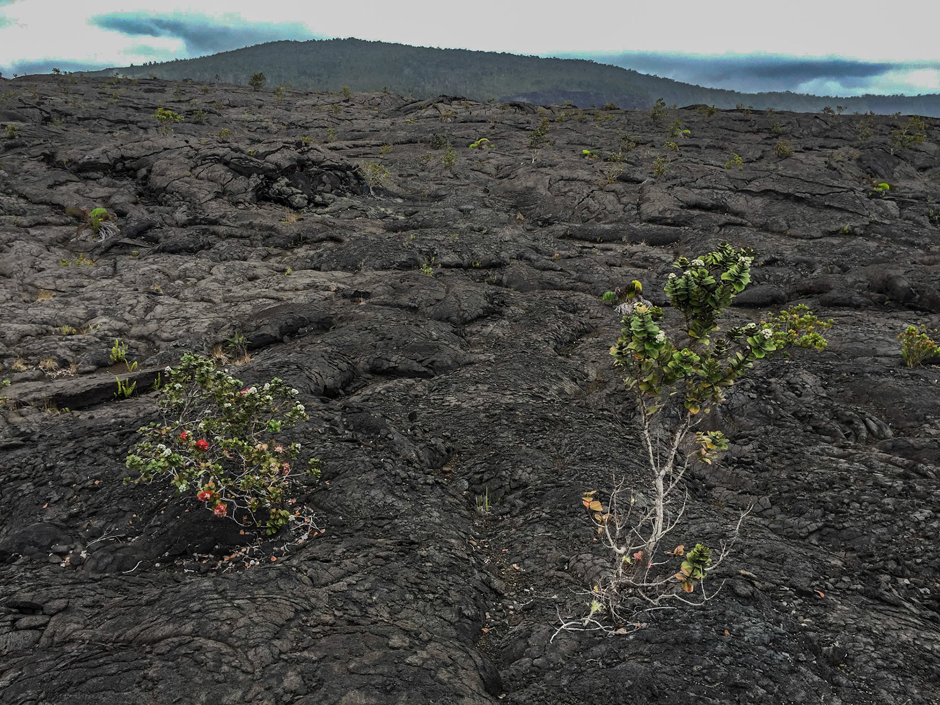 Big Island